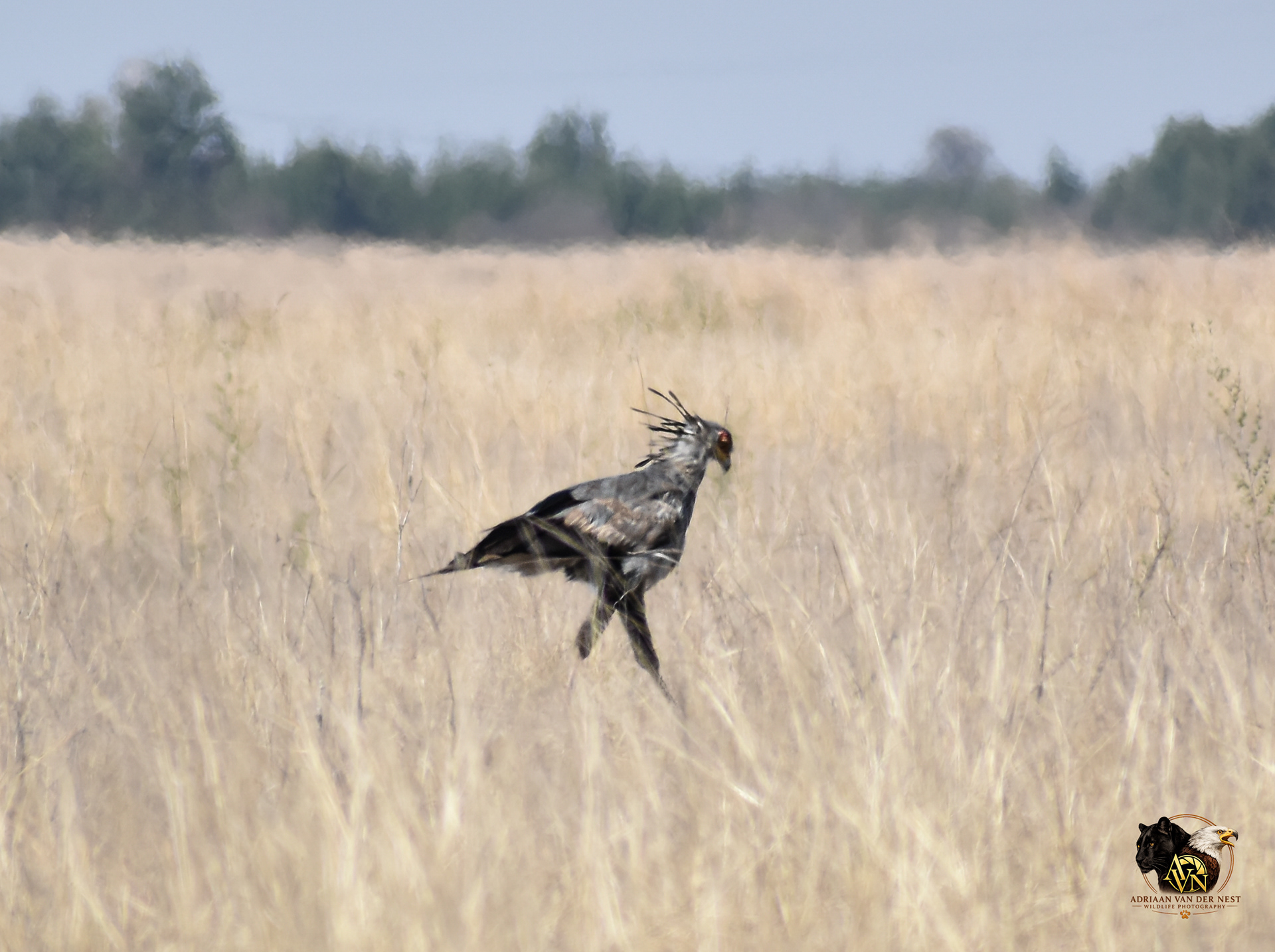 Secretary Bird/Sekretaris voël