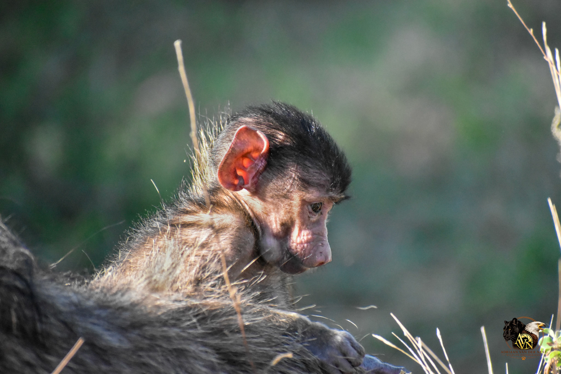 Chacma Baboon