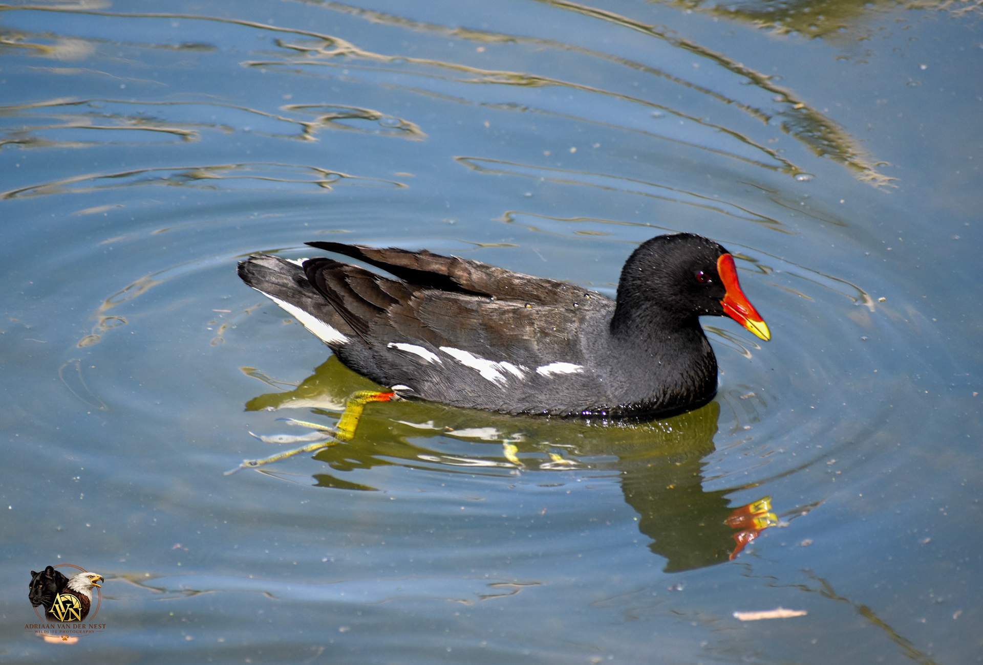 Common Moorhen