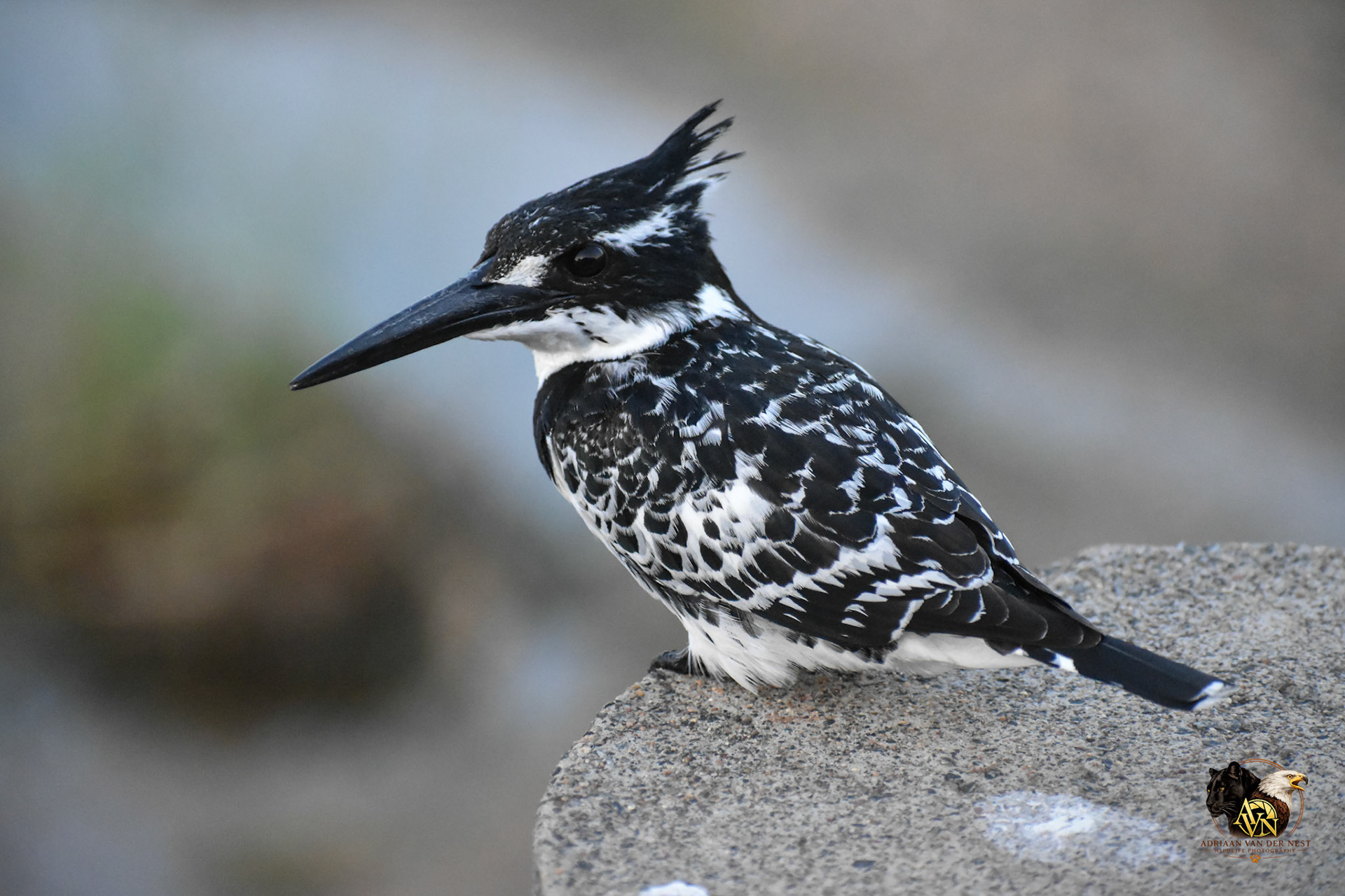 Pied Kingfisher