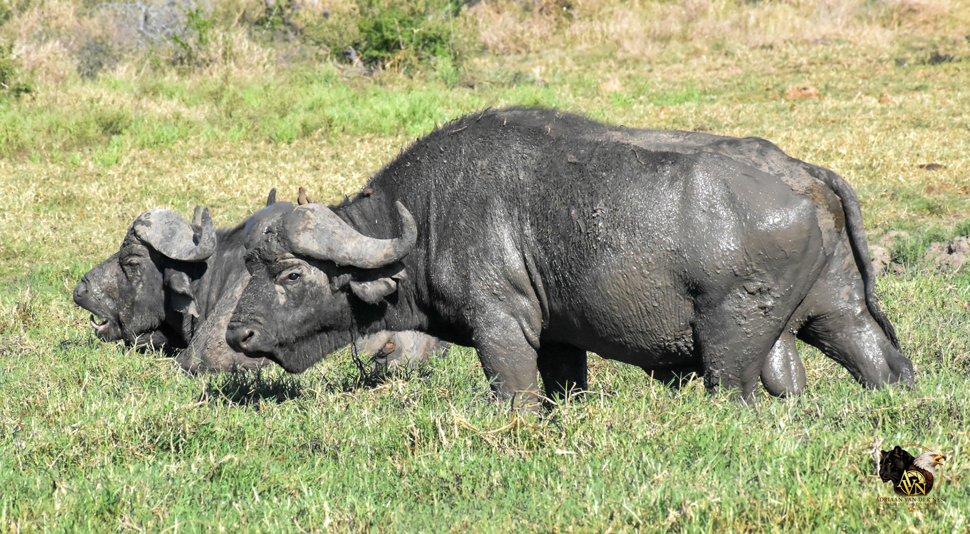 African Buffalo