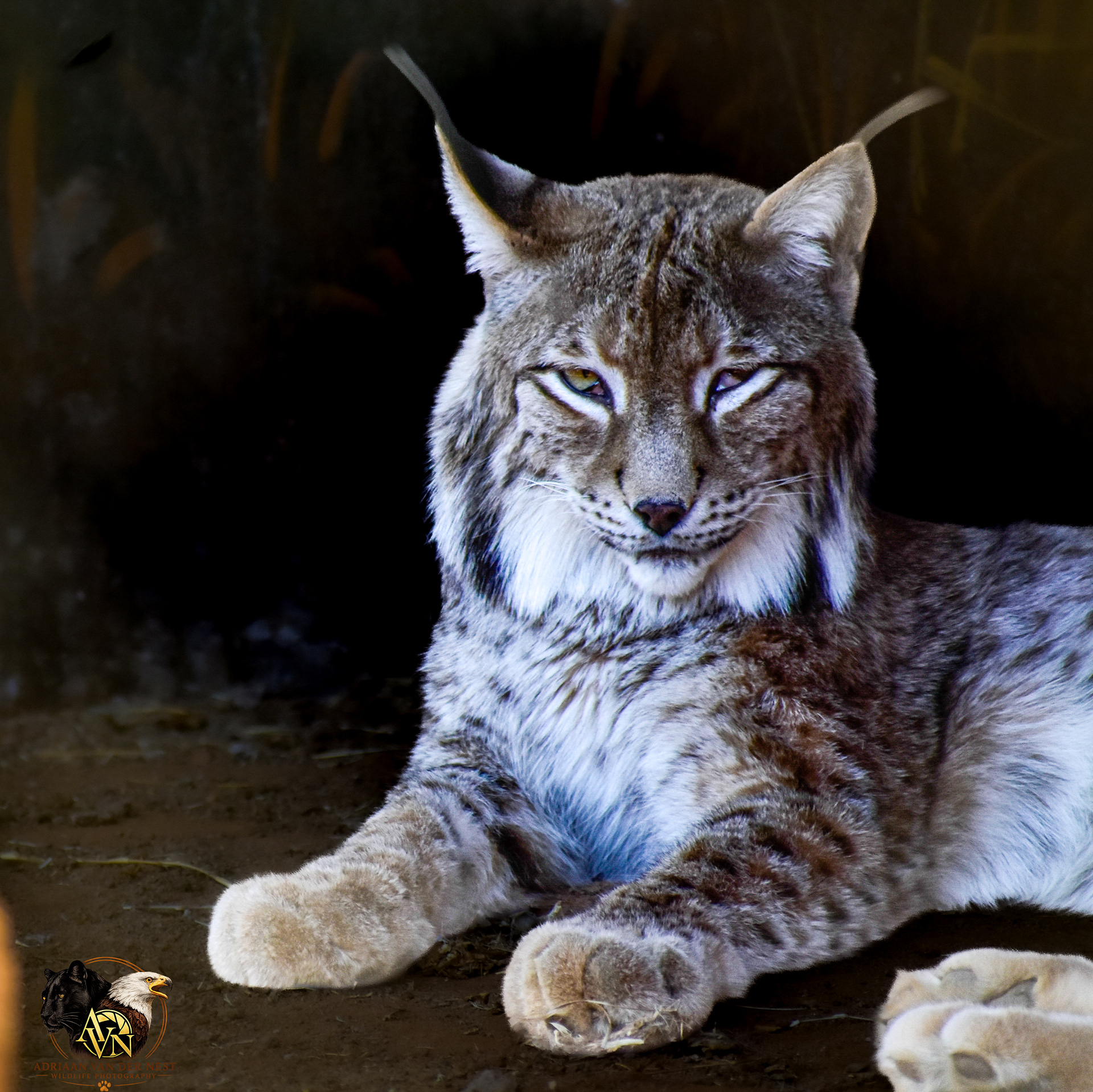Eurasian Lynx/Eurasiese Rooikat