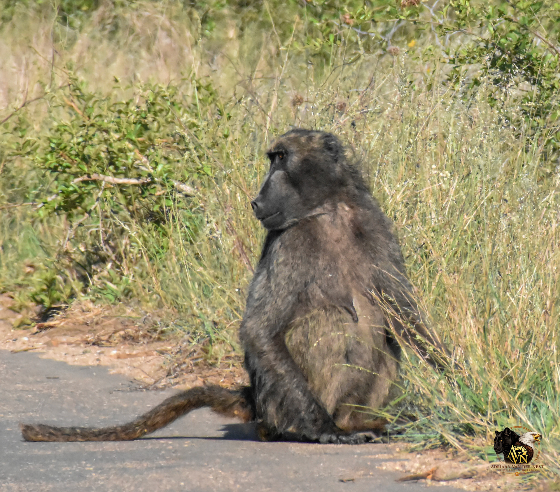 Chacma Baboon