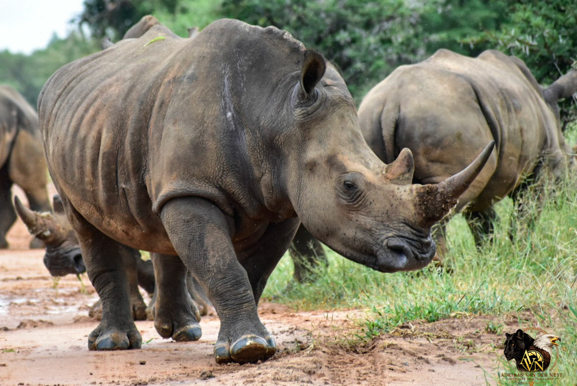 White Rhinoceros/Wit Renoster