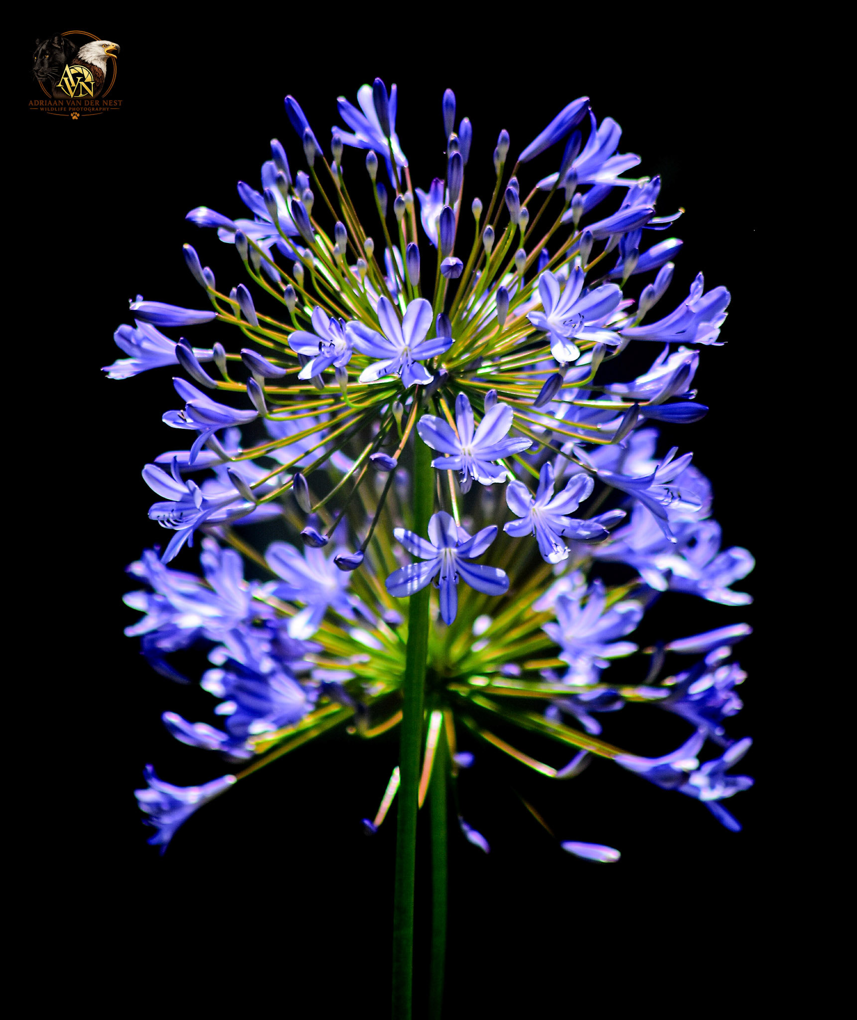 Blue Lily/Blou Lelie