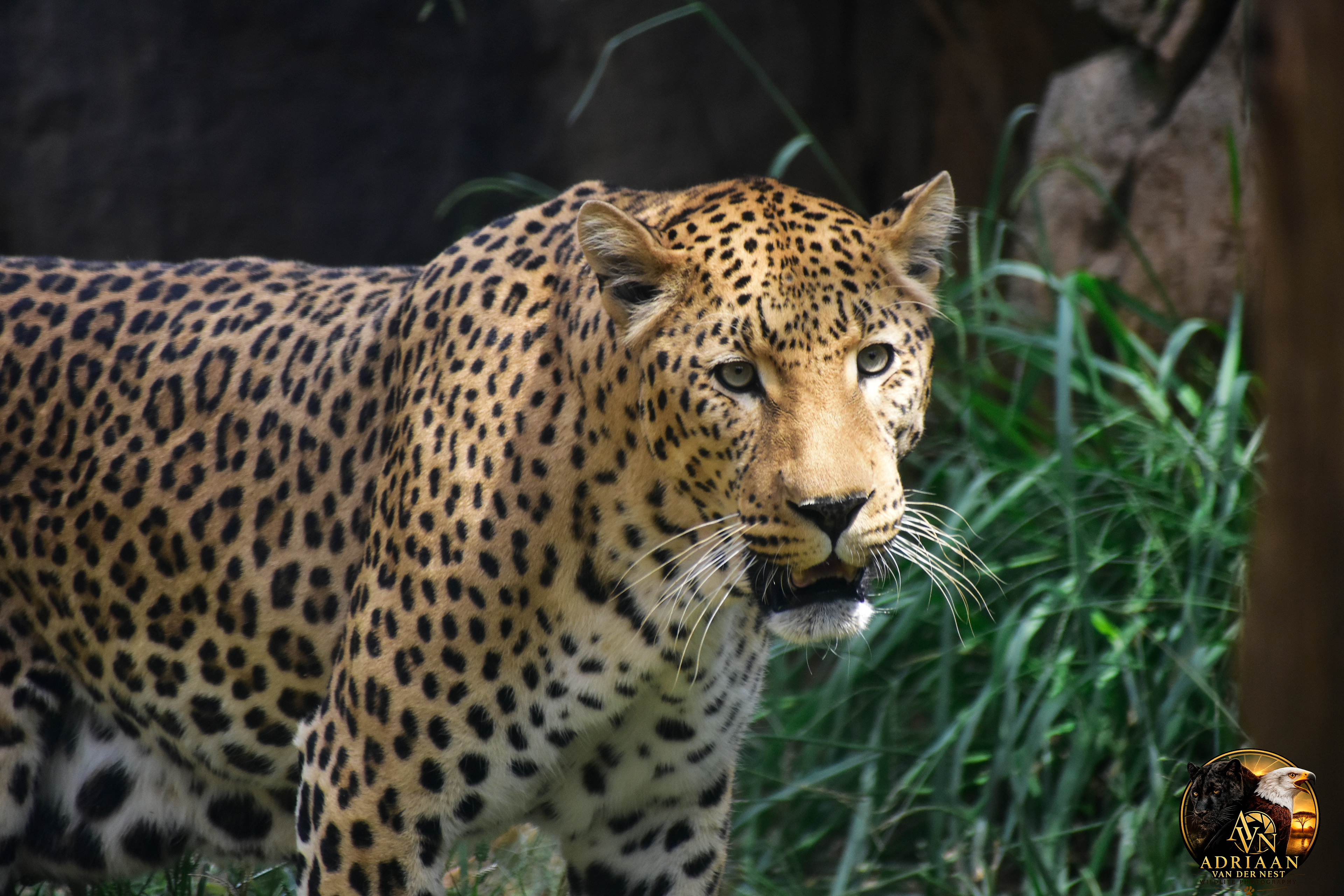 Leopard/Luiperd