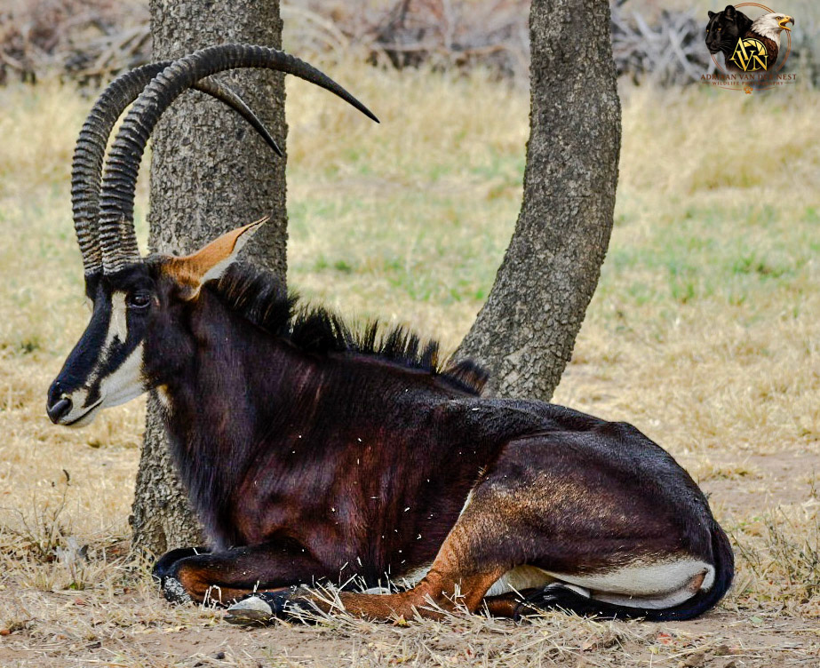 Sable/Swartwitpens