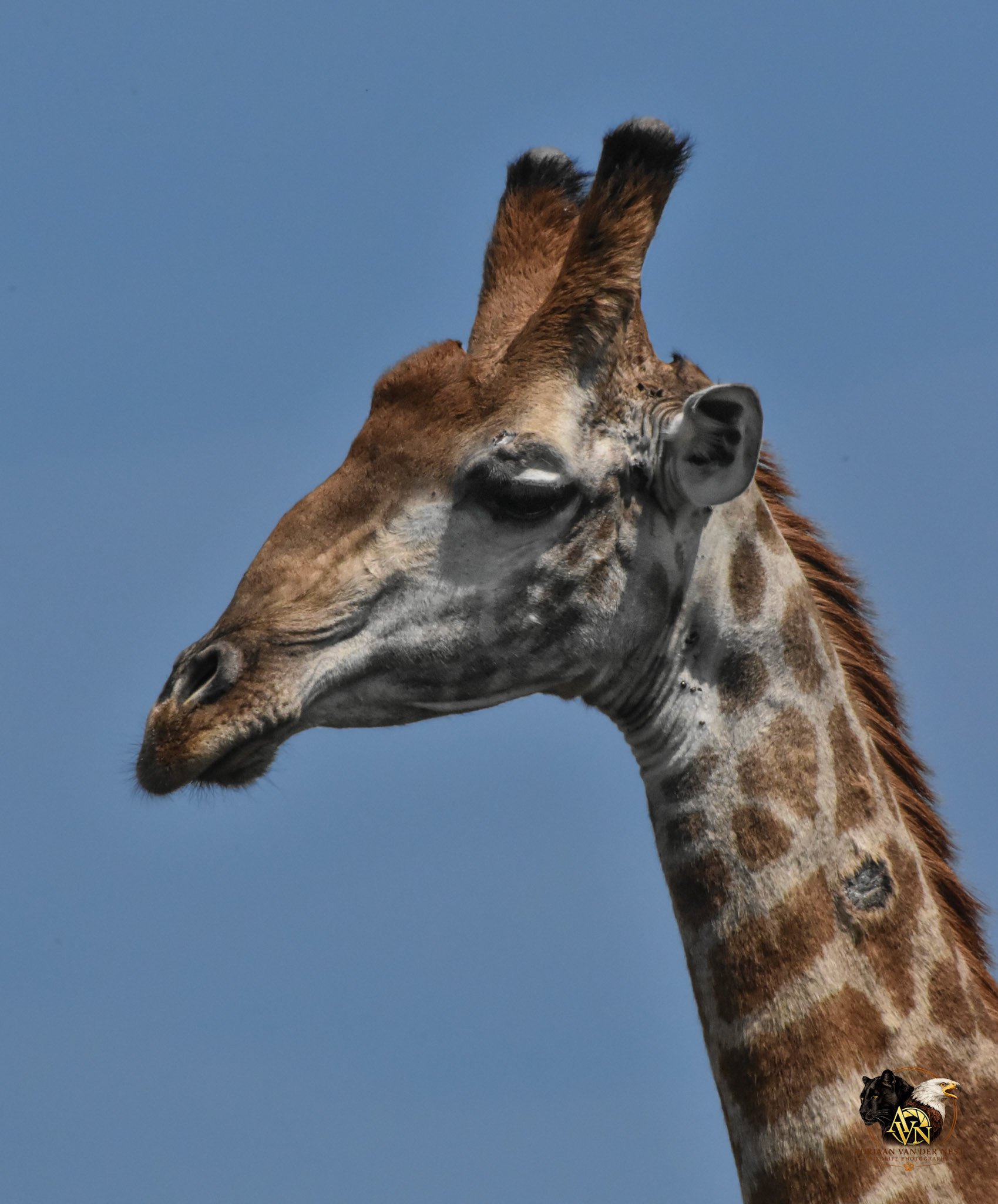 Giraffe