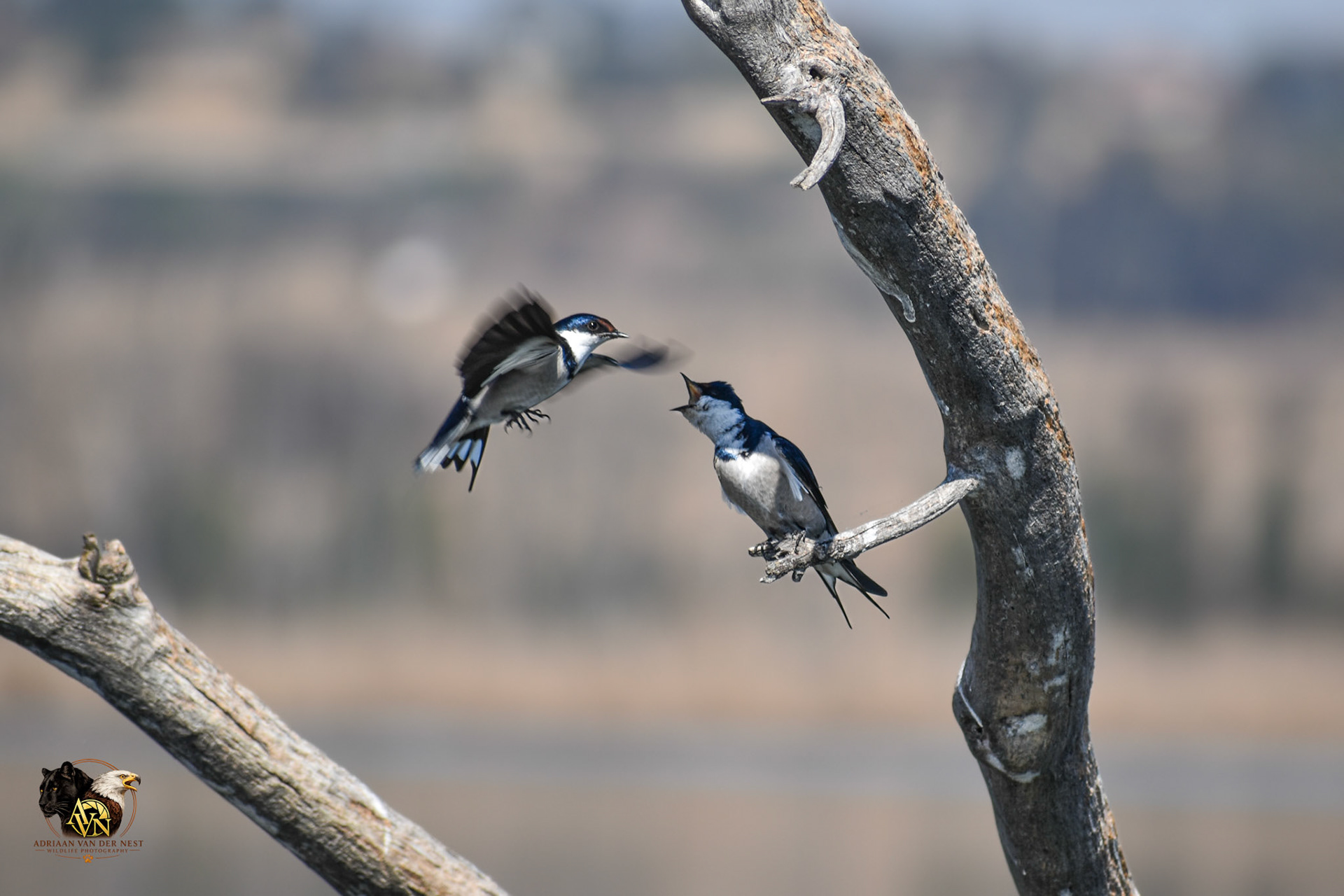 White throated Swallow