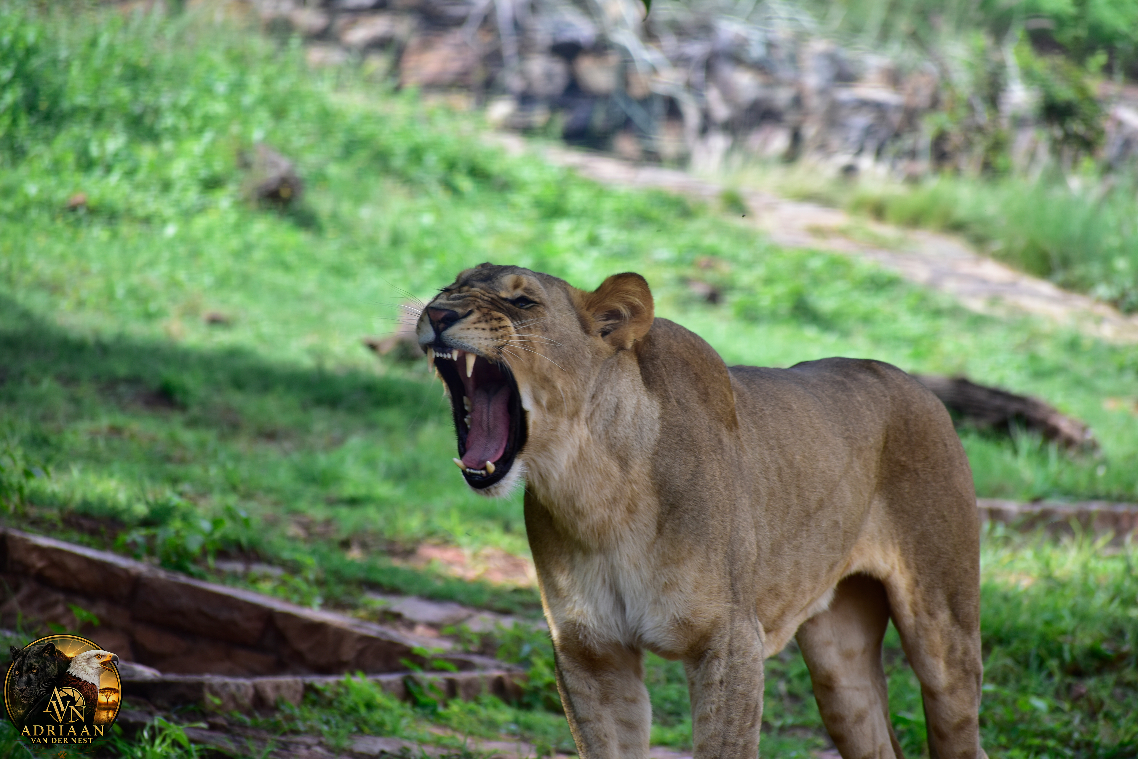 Lion/Leeu