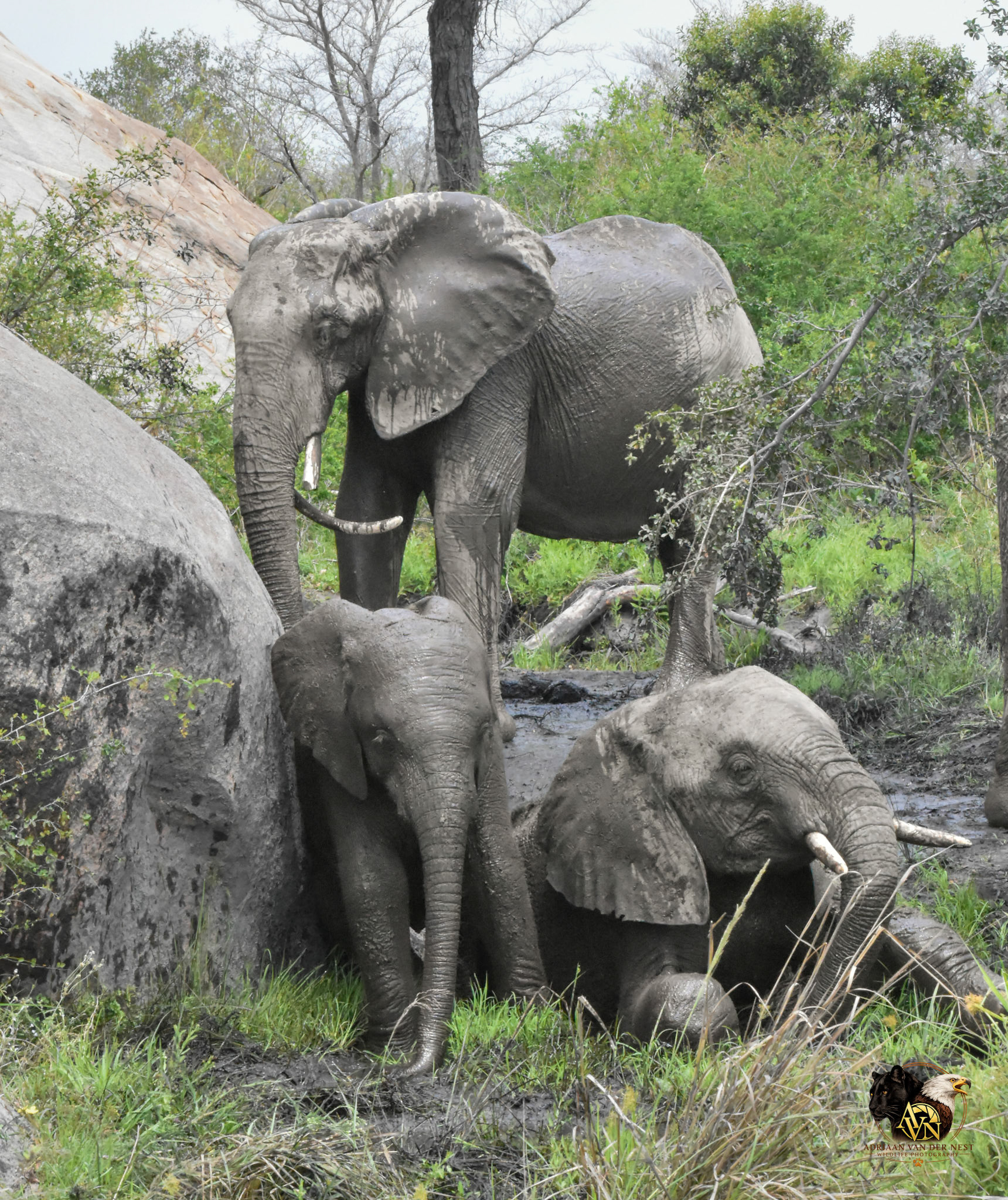 Elephant
