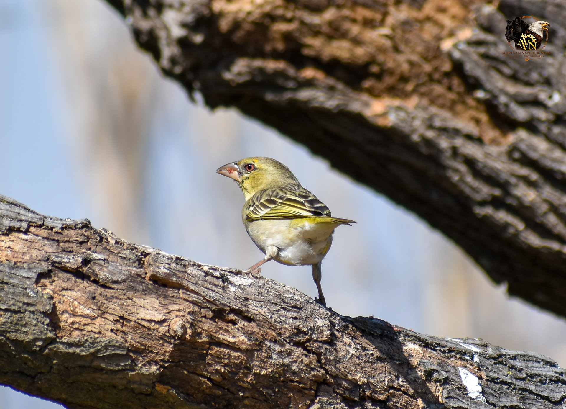 Southern Masked Weaver/Swartkeel Geelvink