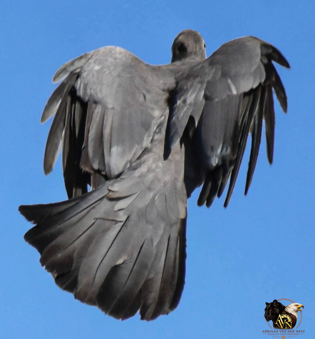 Grey-Go-Away-Bird/Grys-Kwê-Voel