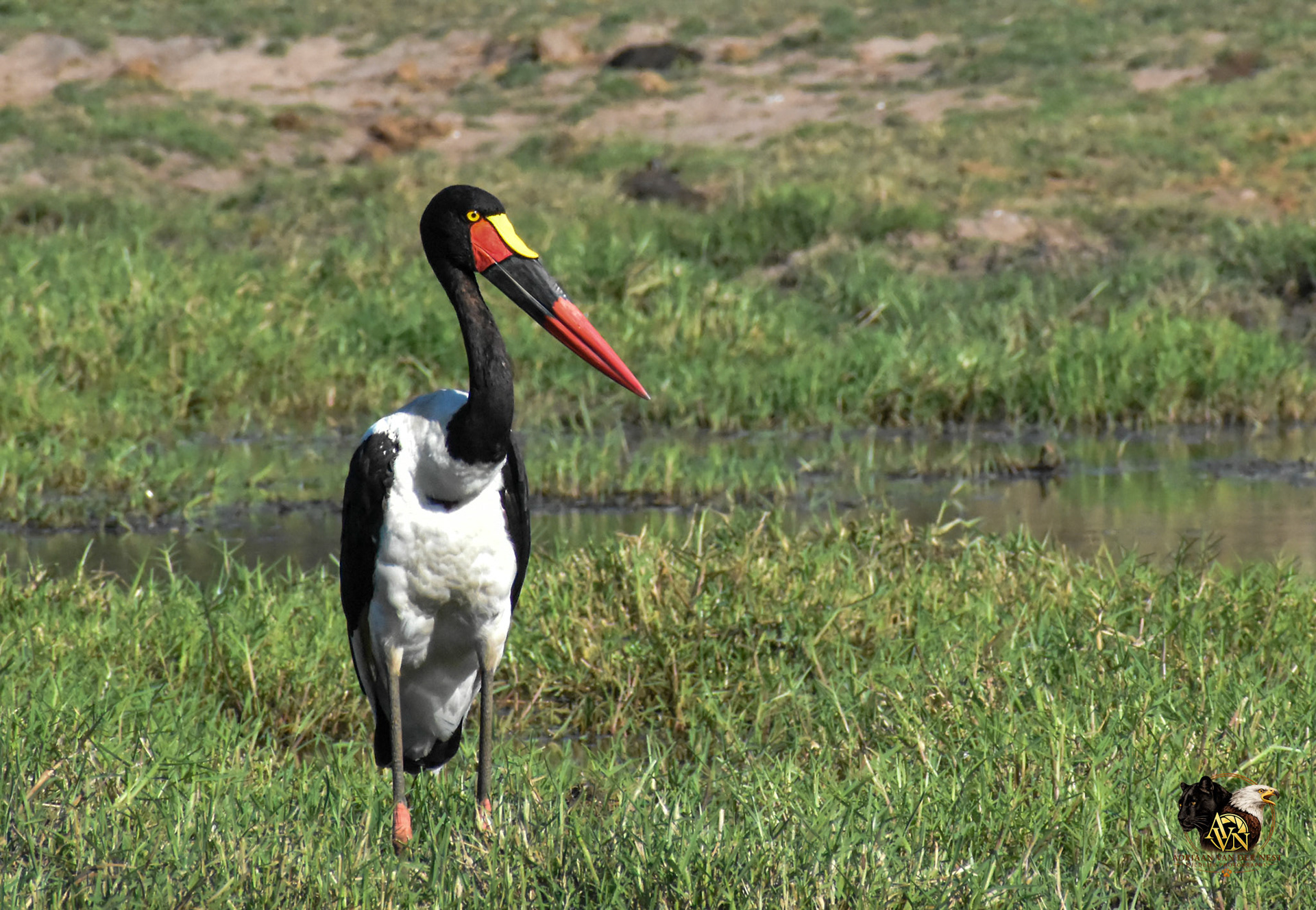 Saddle-Billed Stork