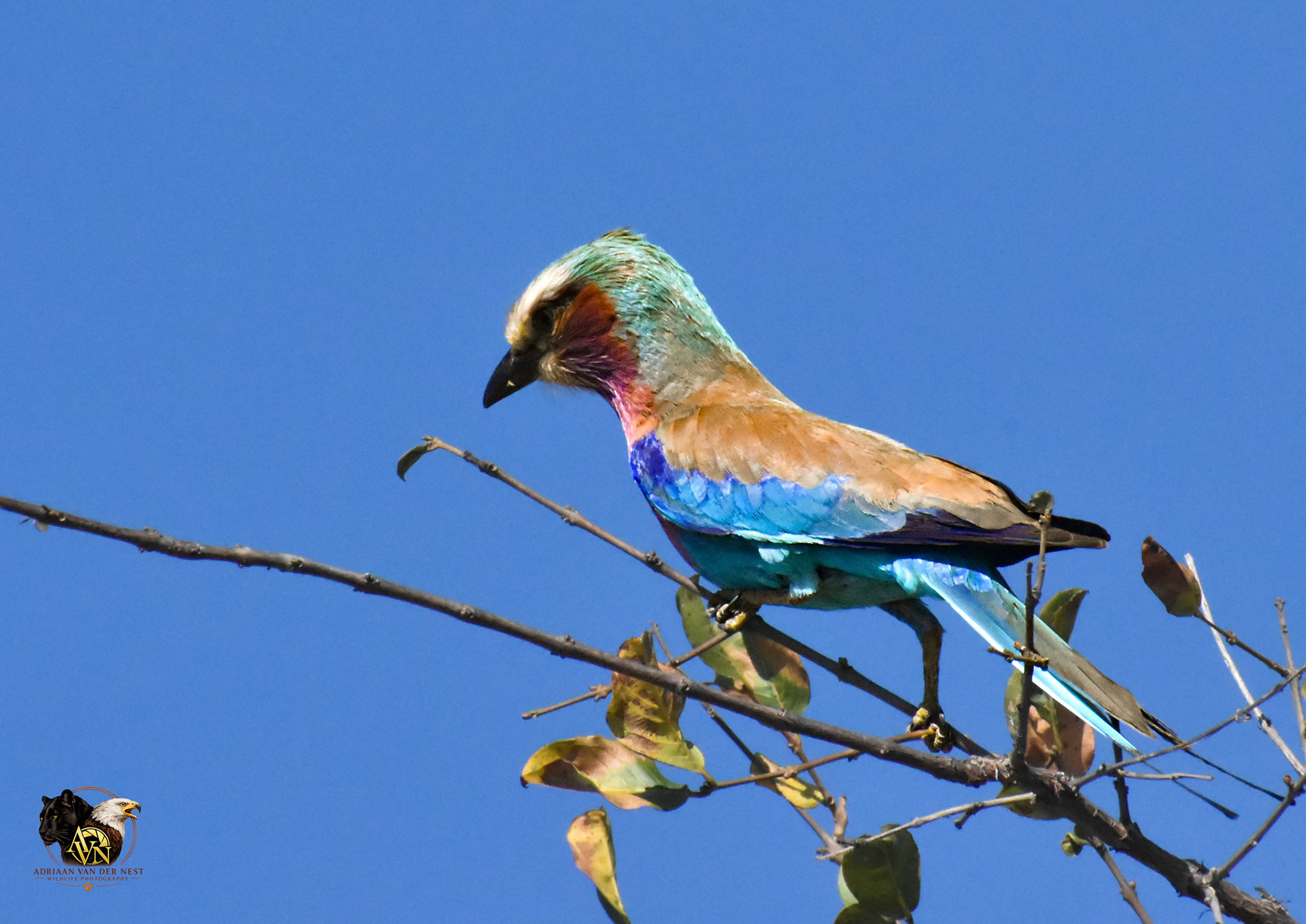 Lilac-Breasted Roller