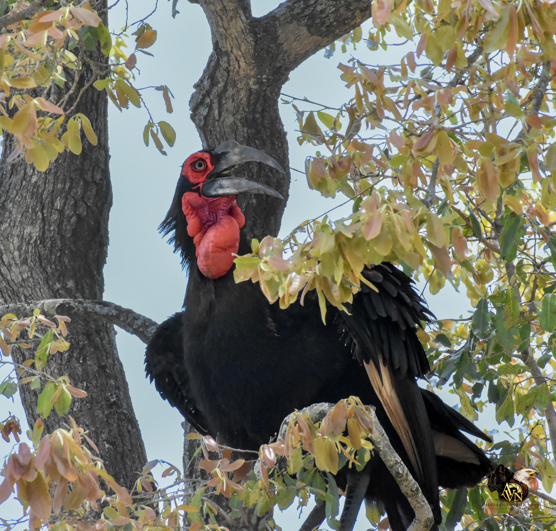 Southern Ground Hornbill