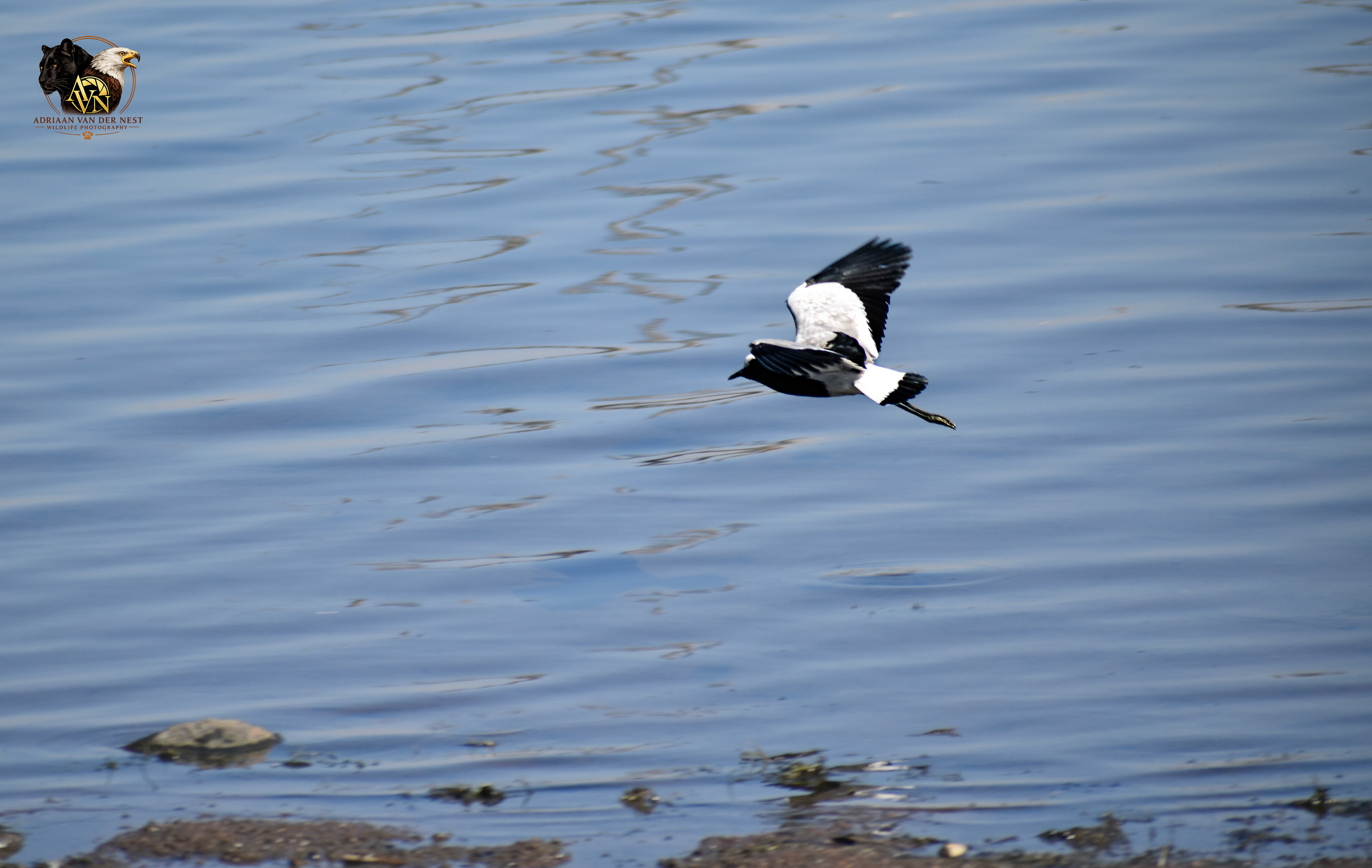 Blacksmith Lapwing/Bont Kiewiet