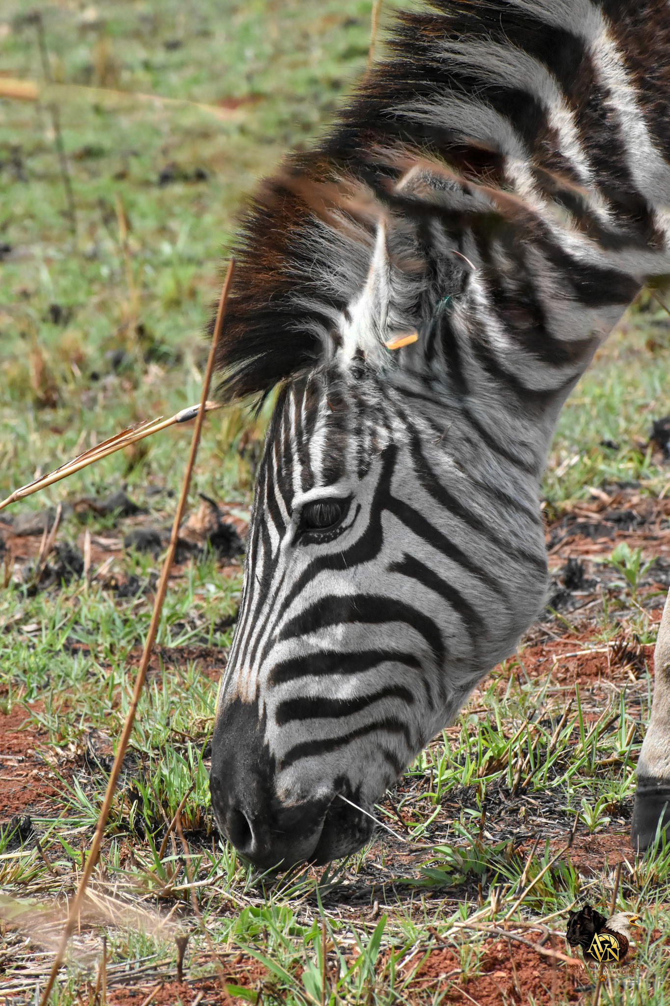 Zebra