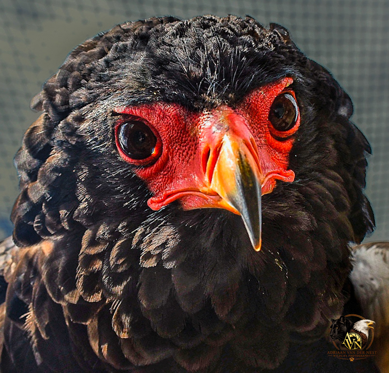 Bateleur