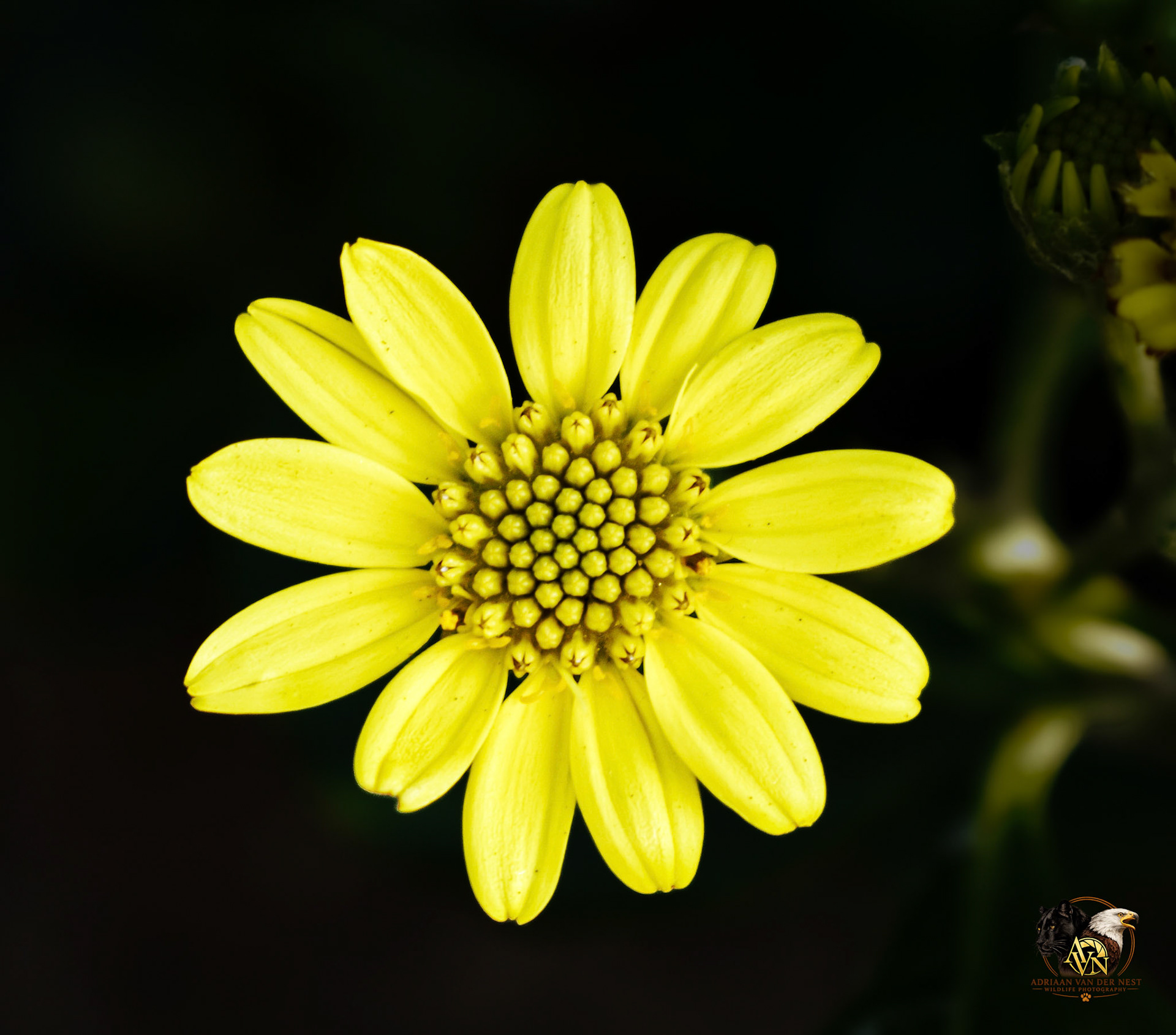 Yellow Daisy Bush/Harpuisbos