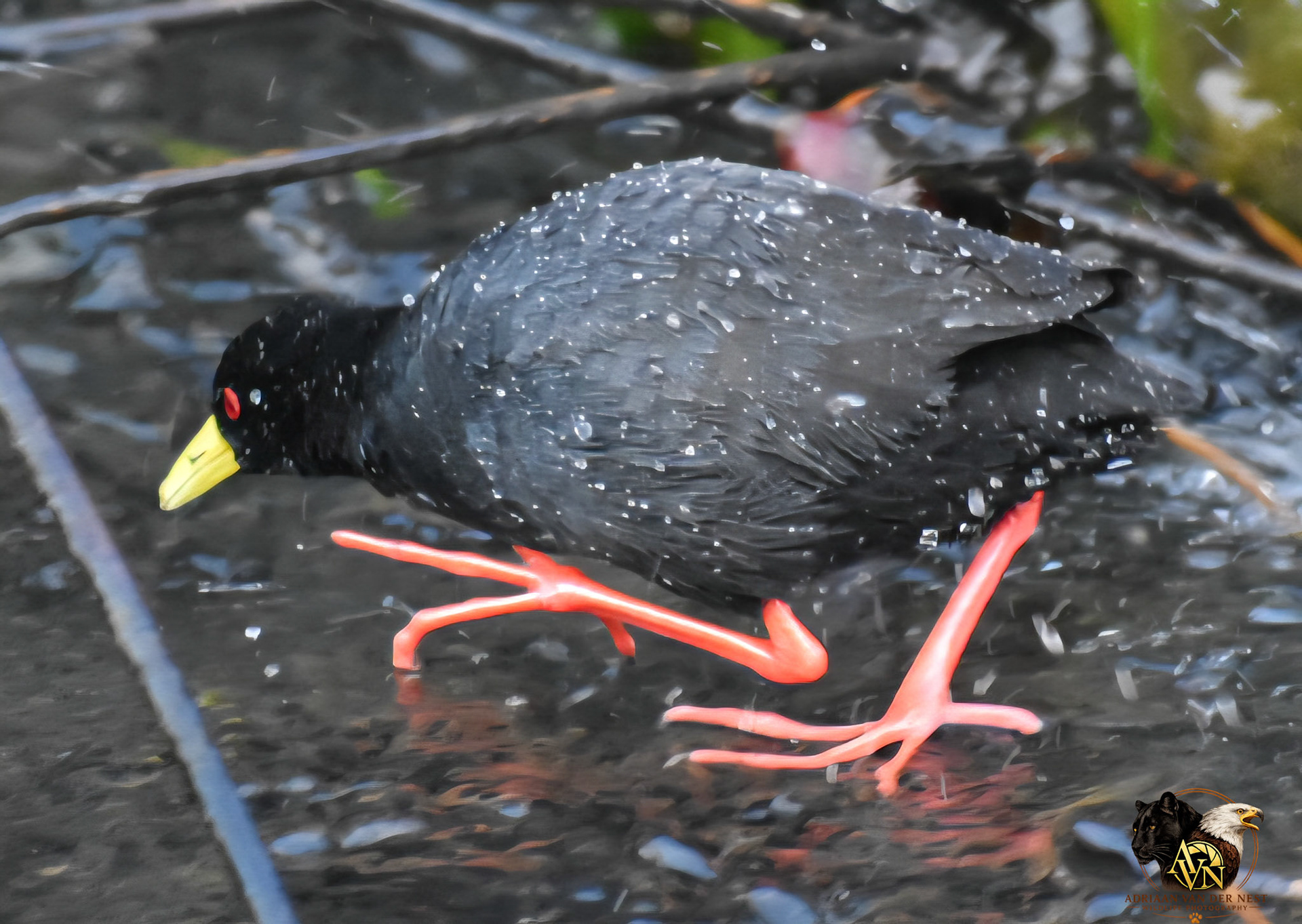 Black Crake/Swart Riethaan