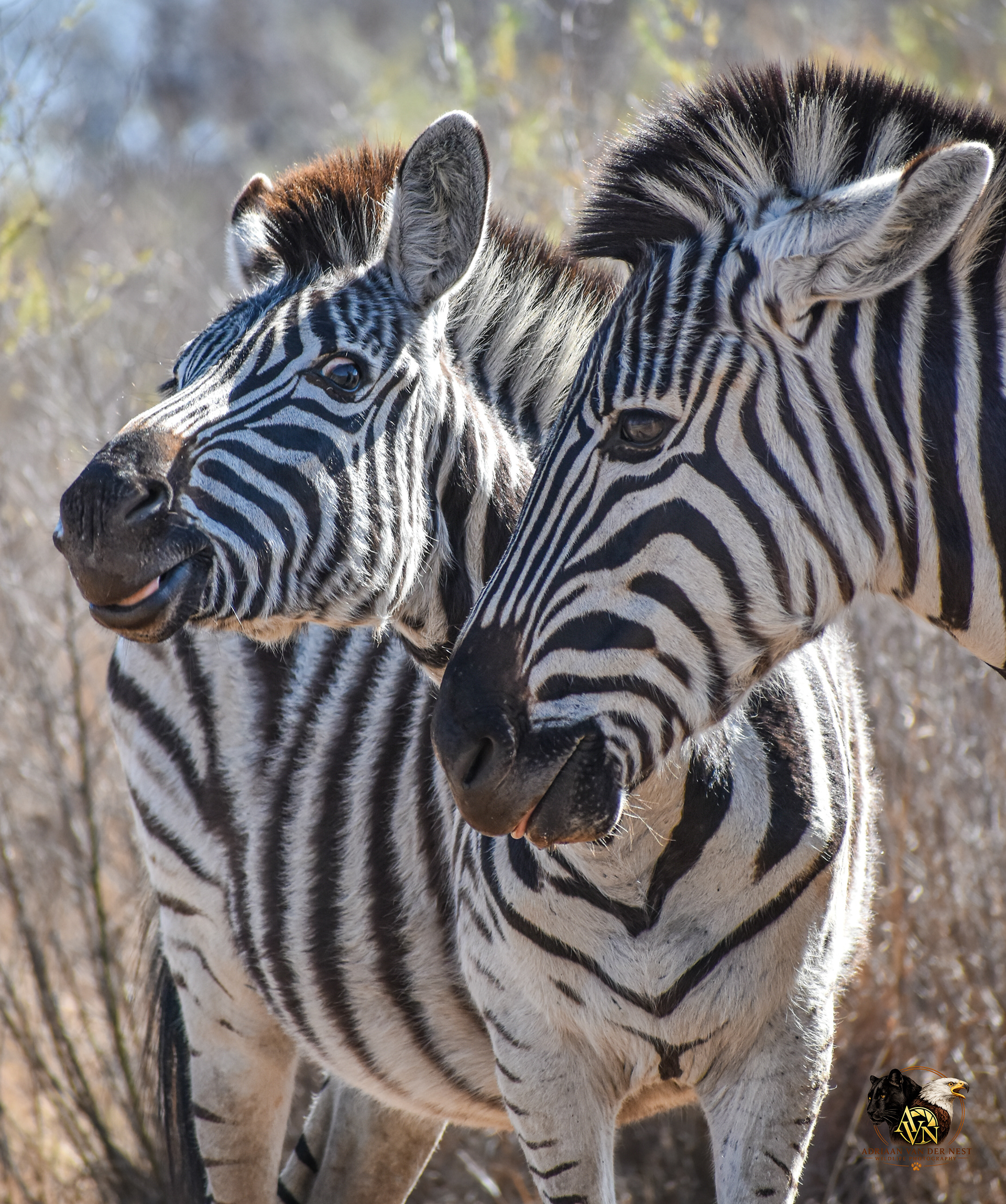 Zebra