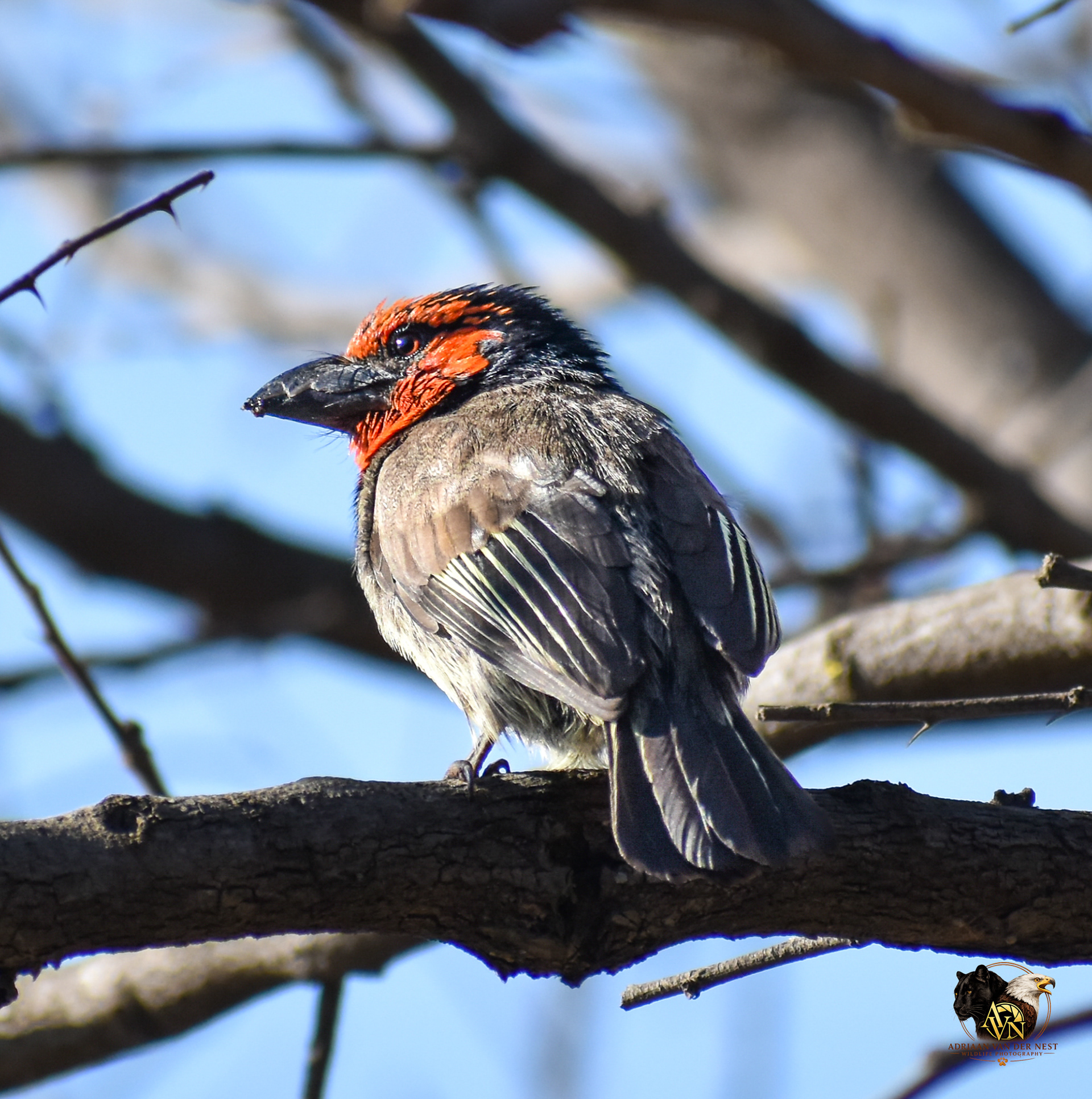 Black collared barbet/Rooikop Houtkapper