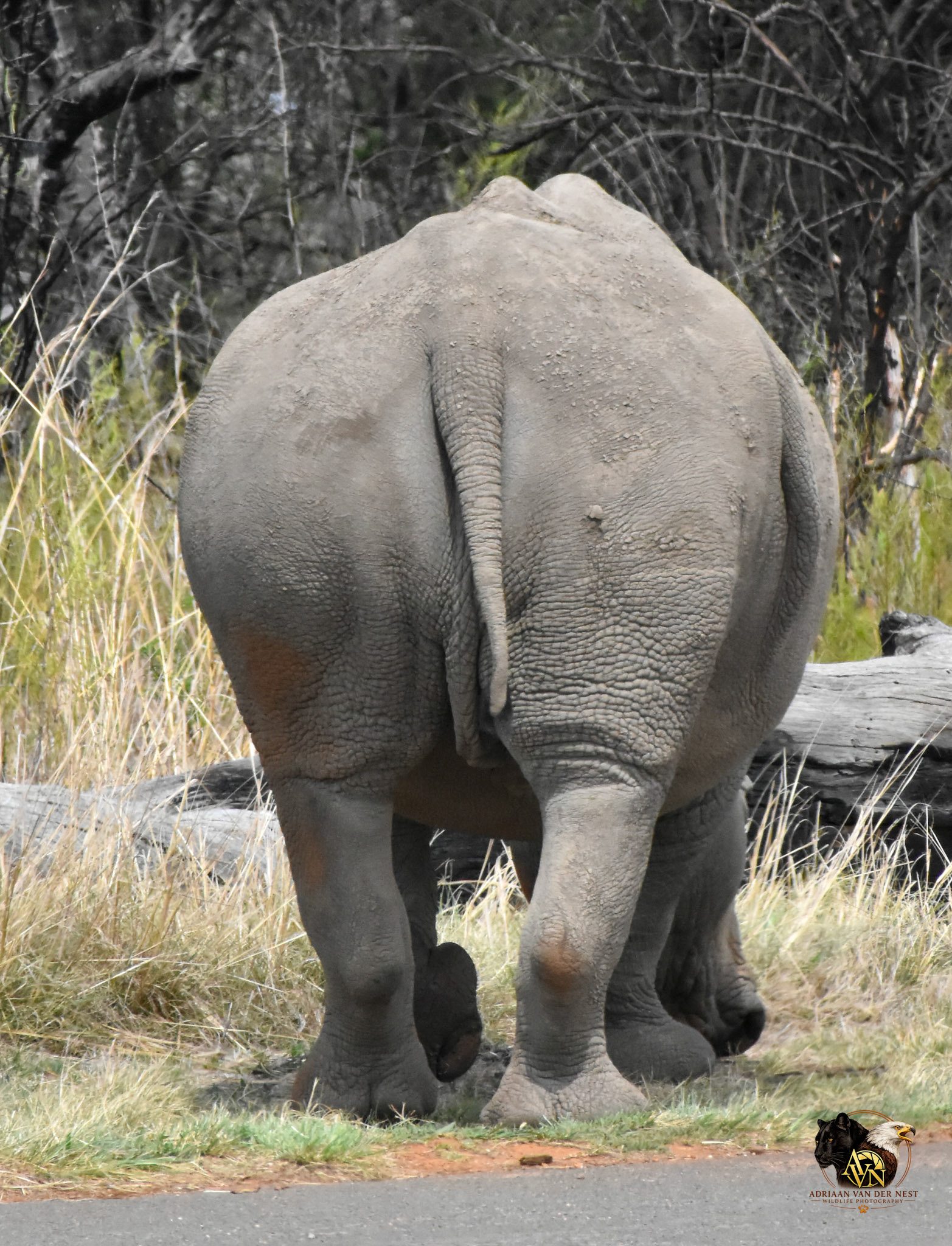 White Rhinoceros/Wit Renoster