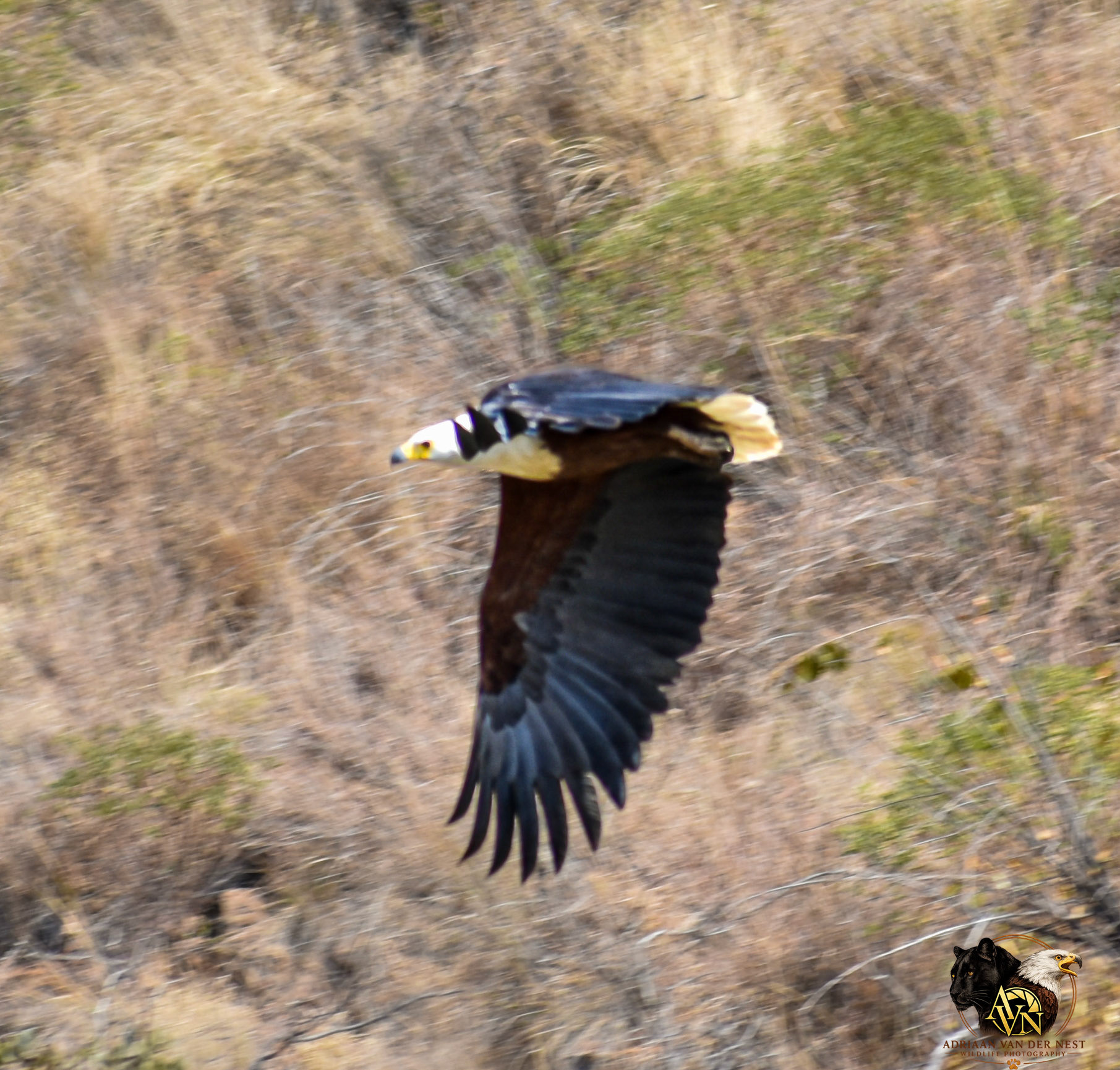 African Fish Eagle/Afrika Vis Arend
