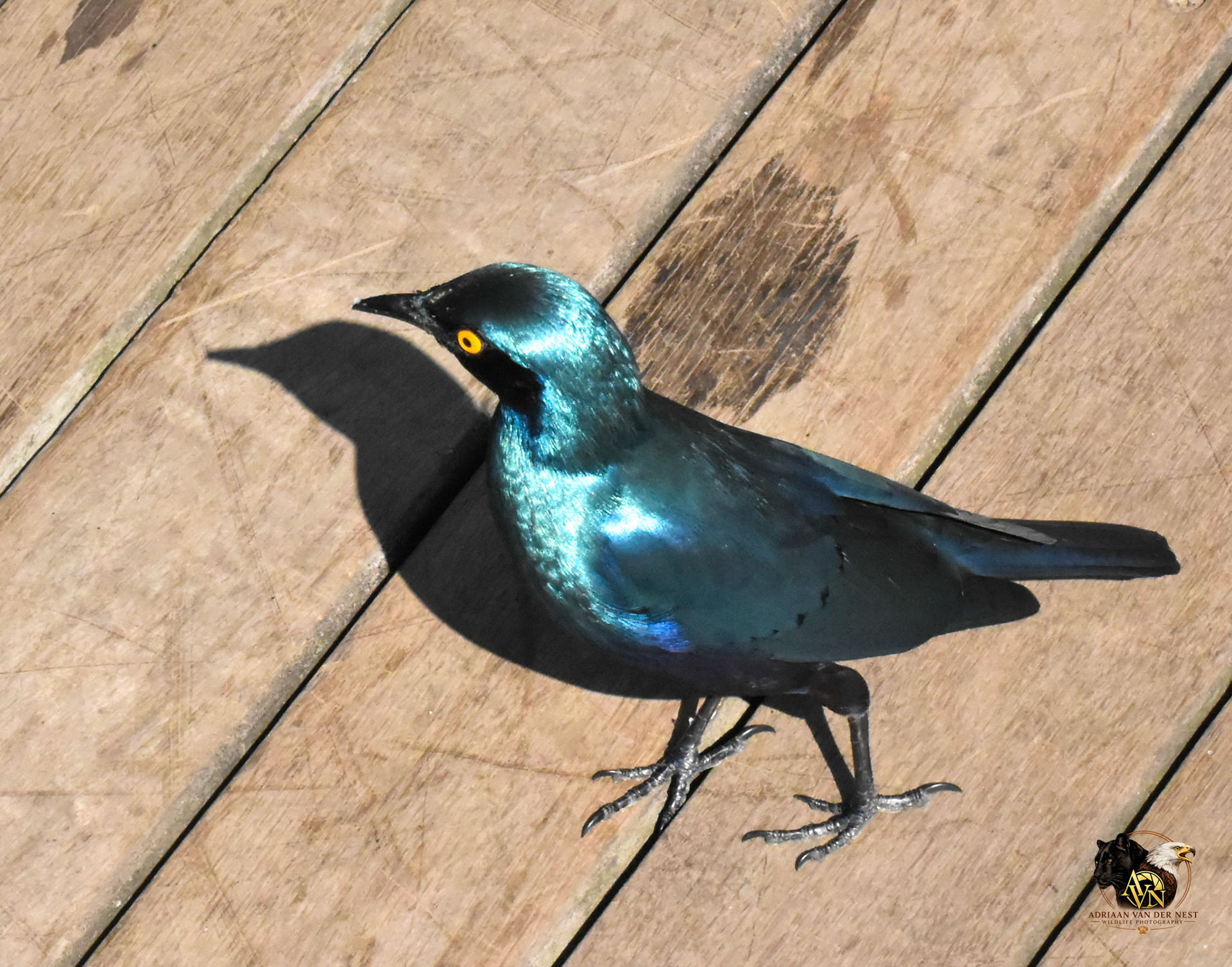 Cape Starling