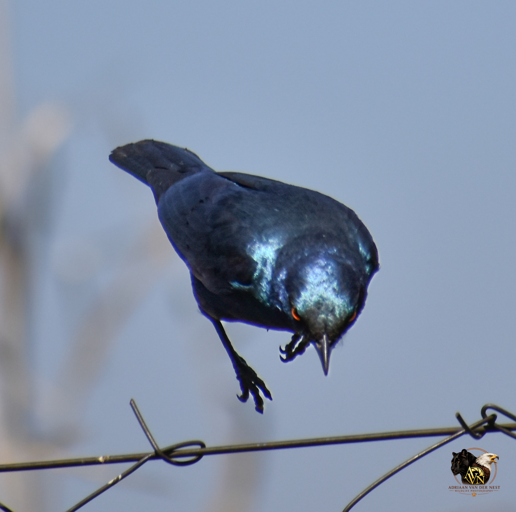 Burchell's Starling/Grootglansspreeu
