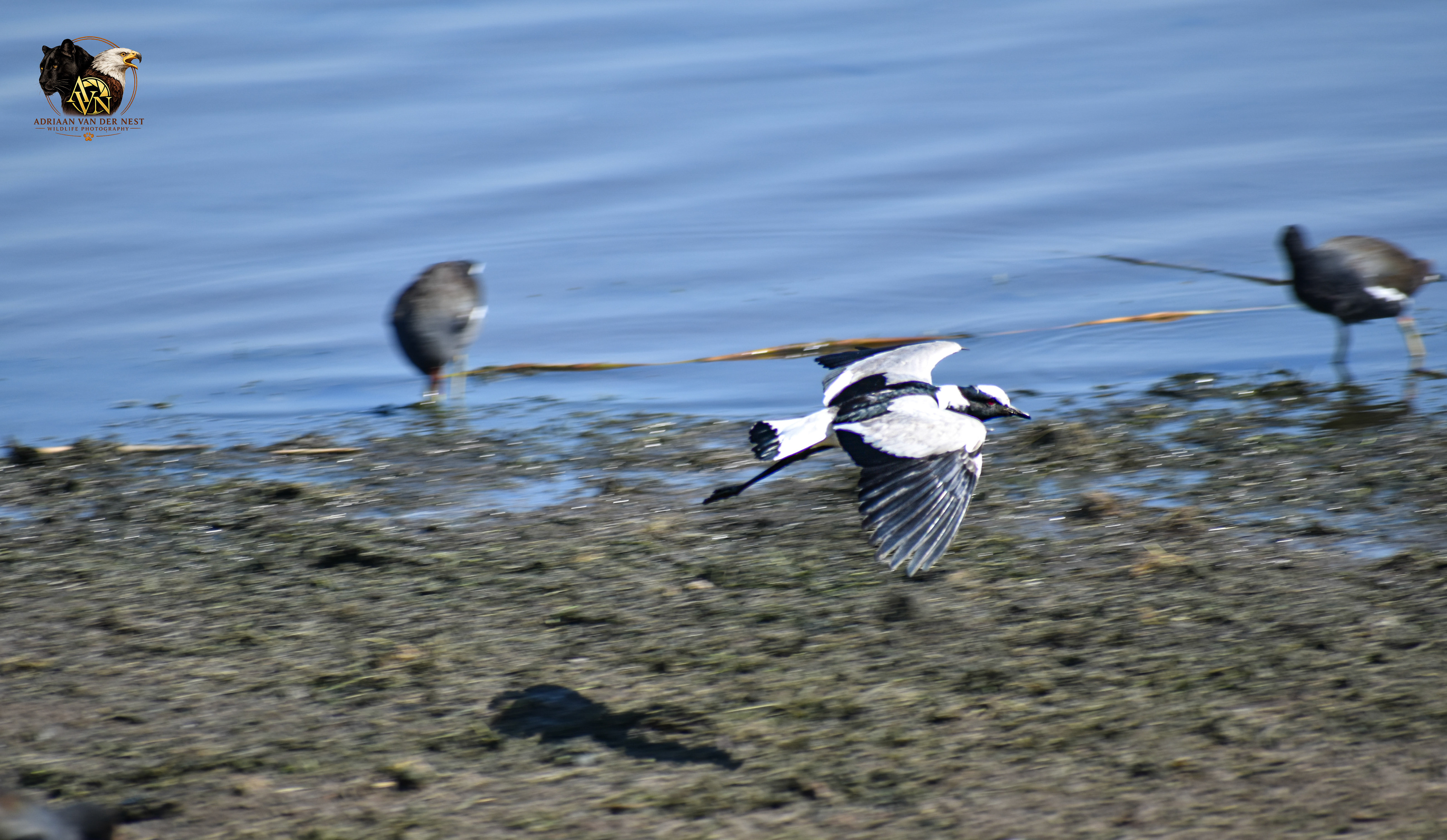 Blacksmith Lapwing/Bont Kiewiet