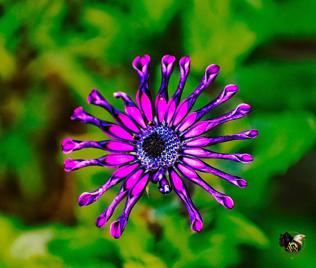 Spider Purple African Daisy/Afrikaanse Pers Magriet