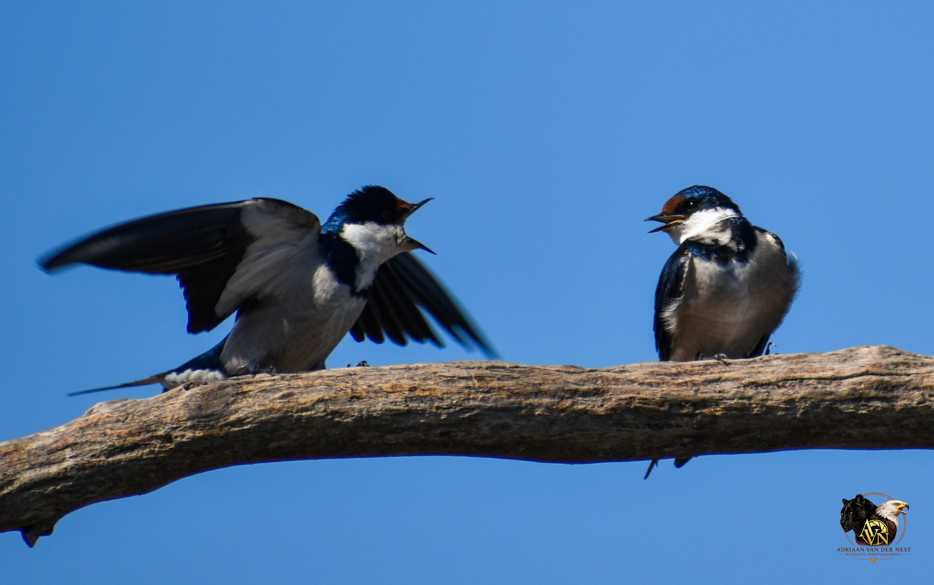 White-throated Swallow