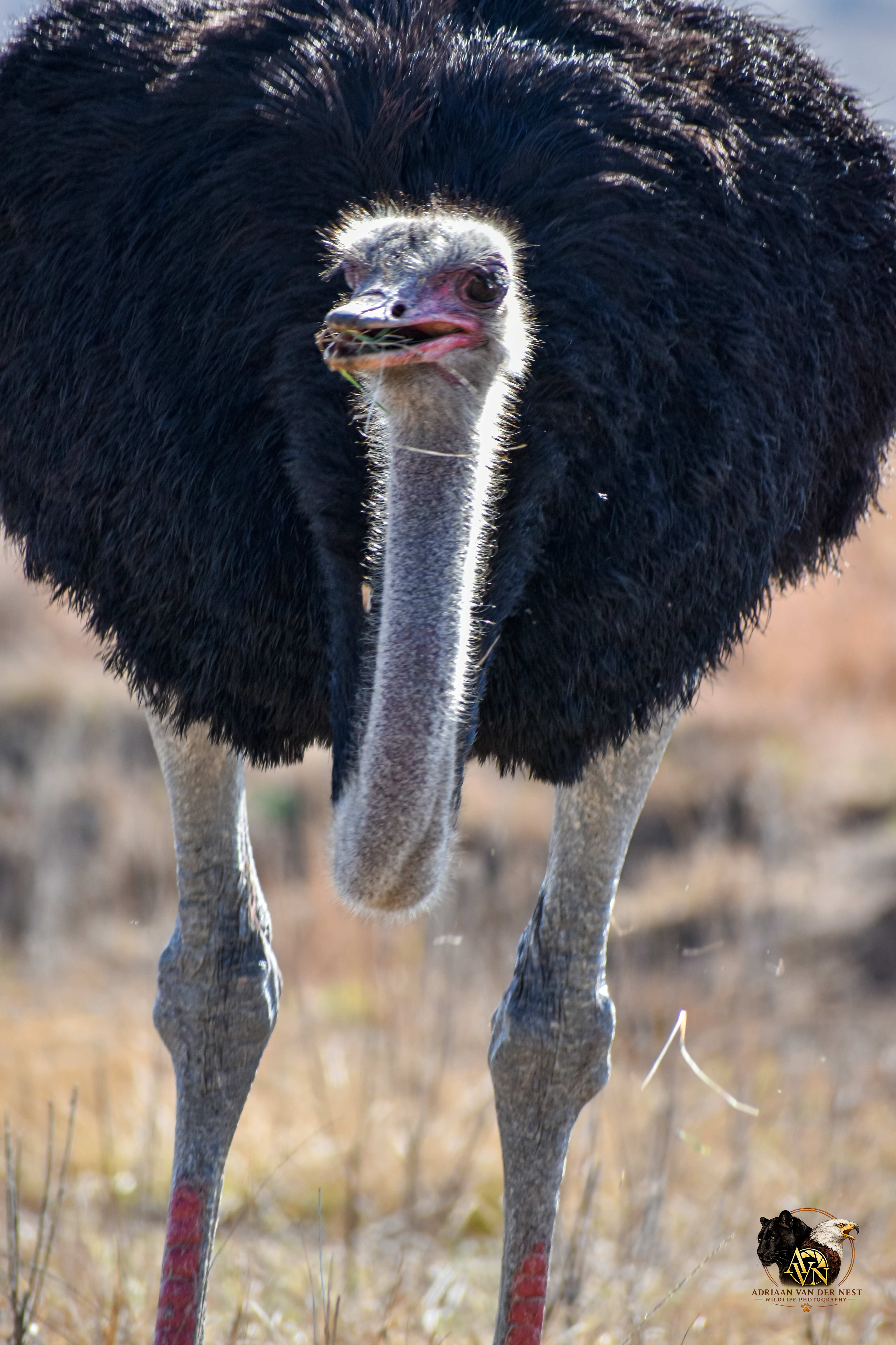Volstruis