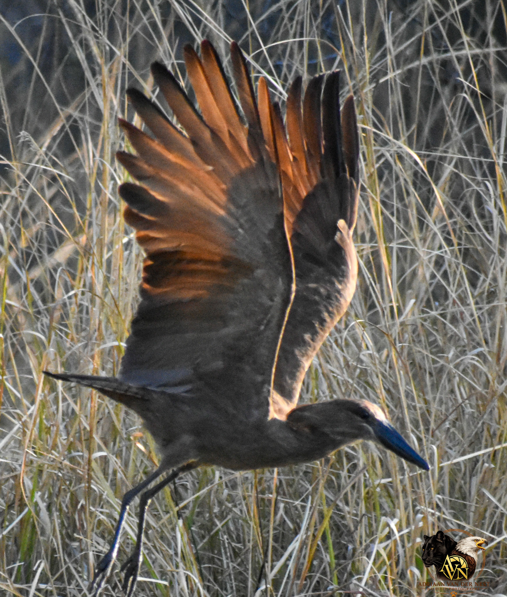 Hamerkop