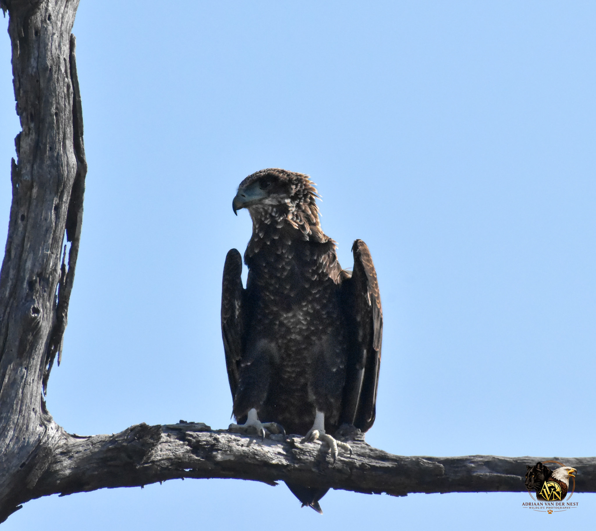 Juvenile Bateleur Eagle