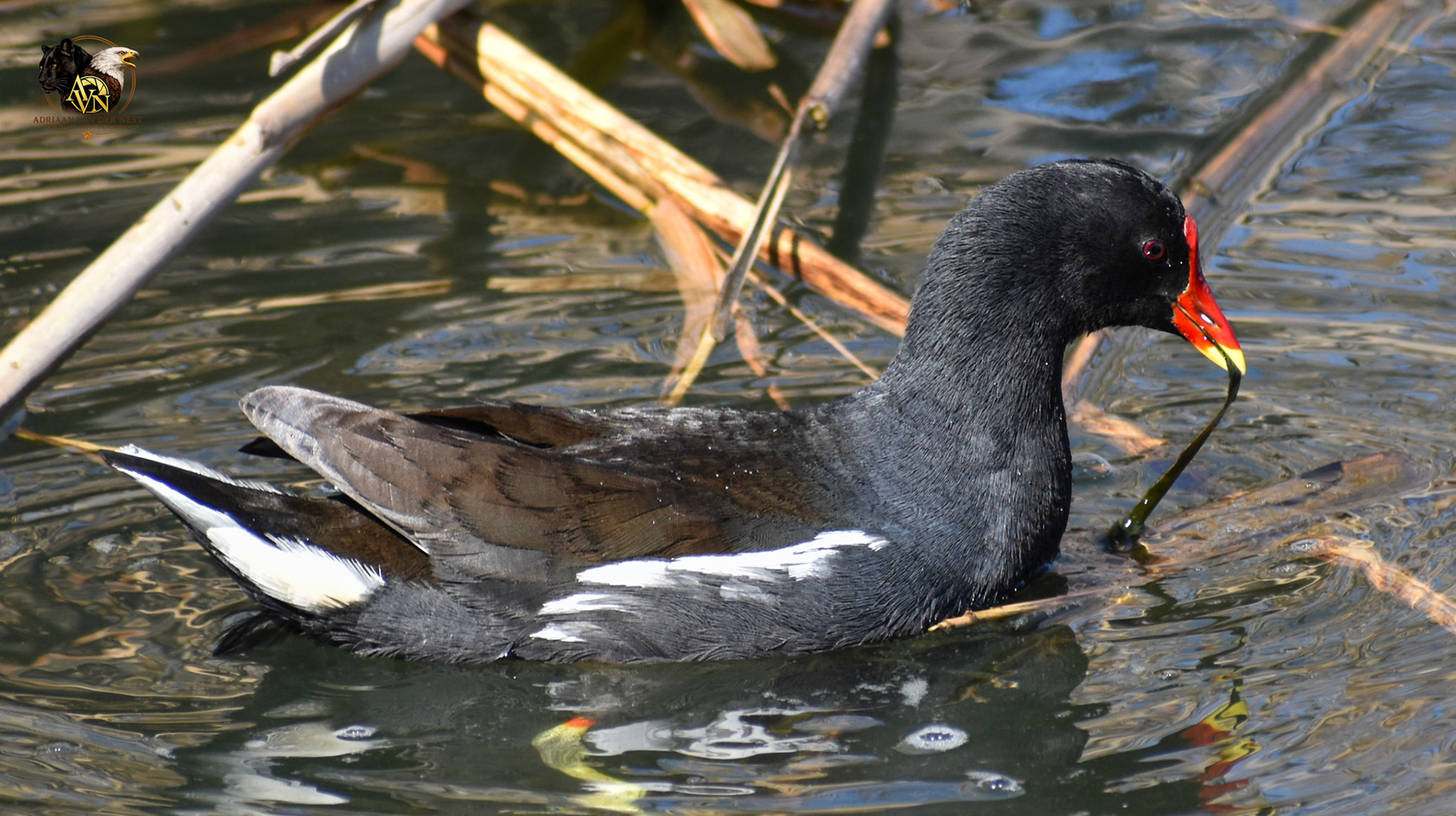 Common Moorhen