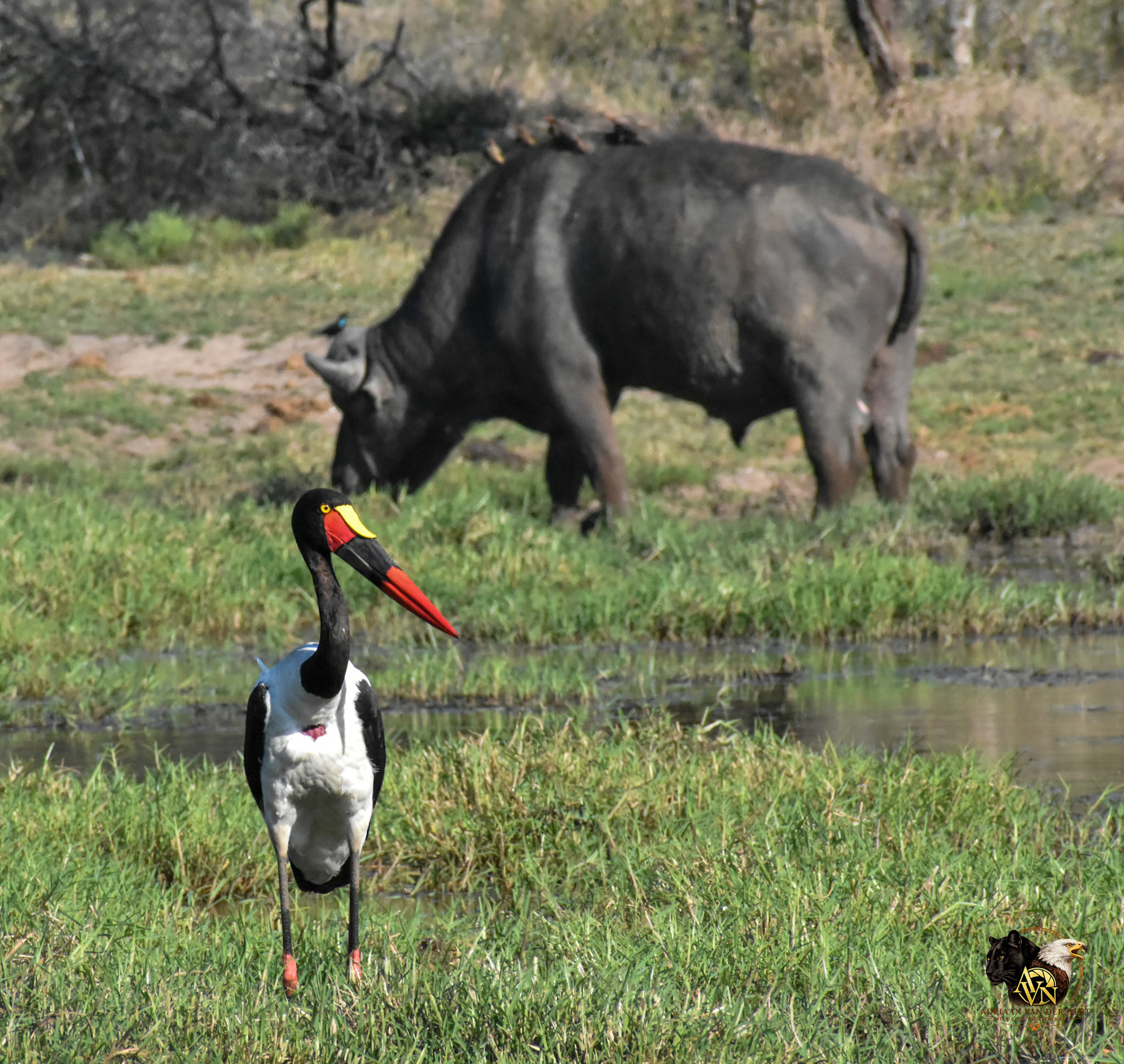 Saddle-Billed Stork