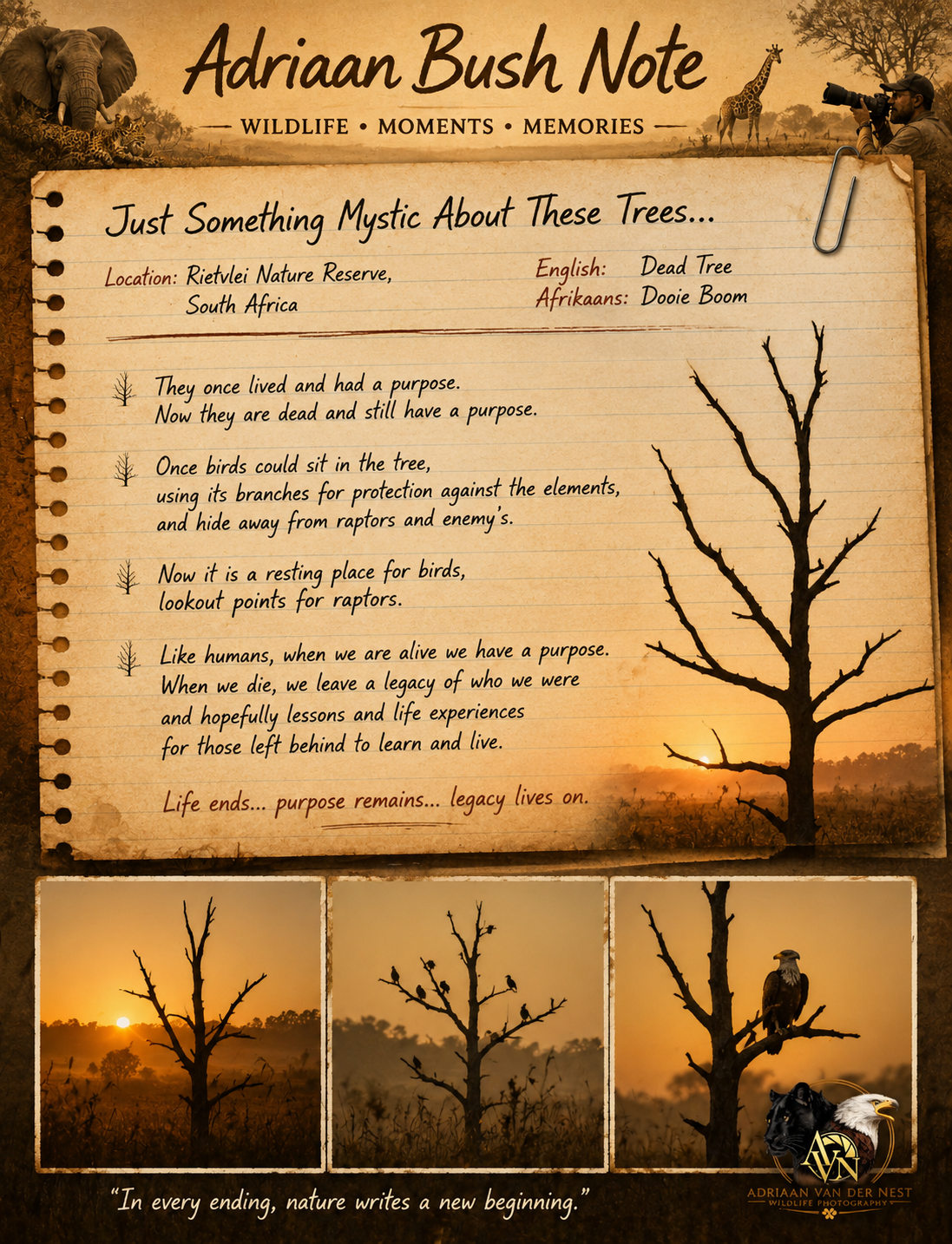 Just something mystic about trees