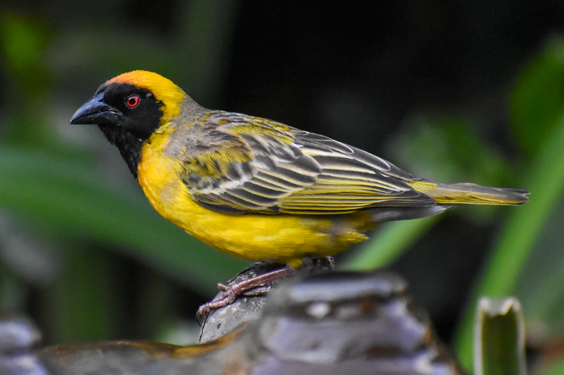 Southern Masked Weaver/Swartkeel Geelvink