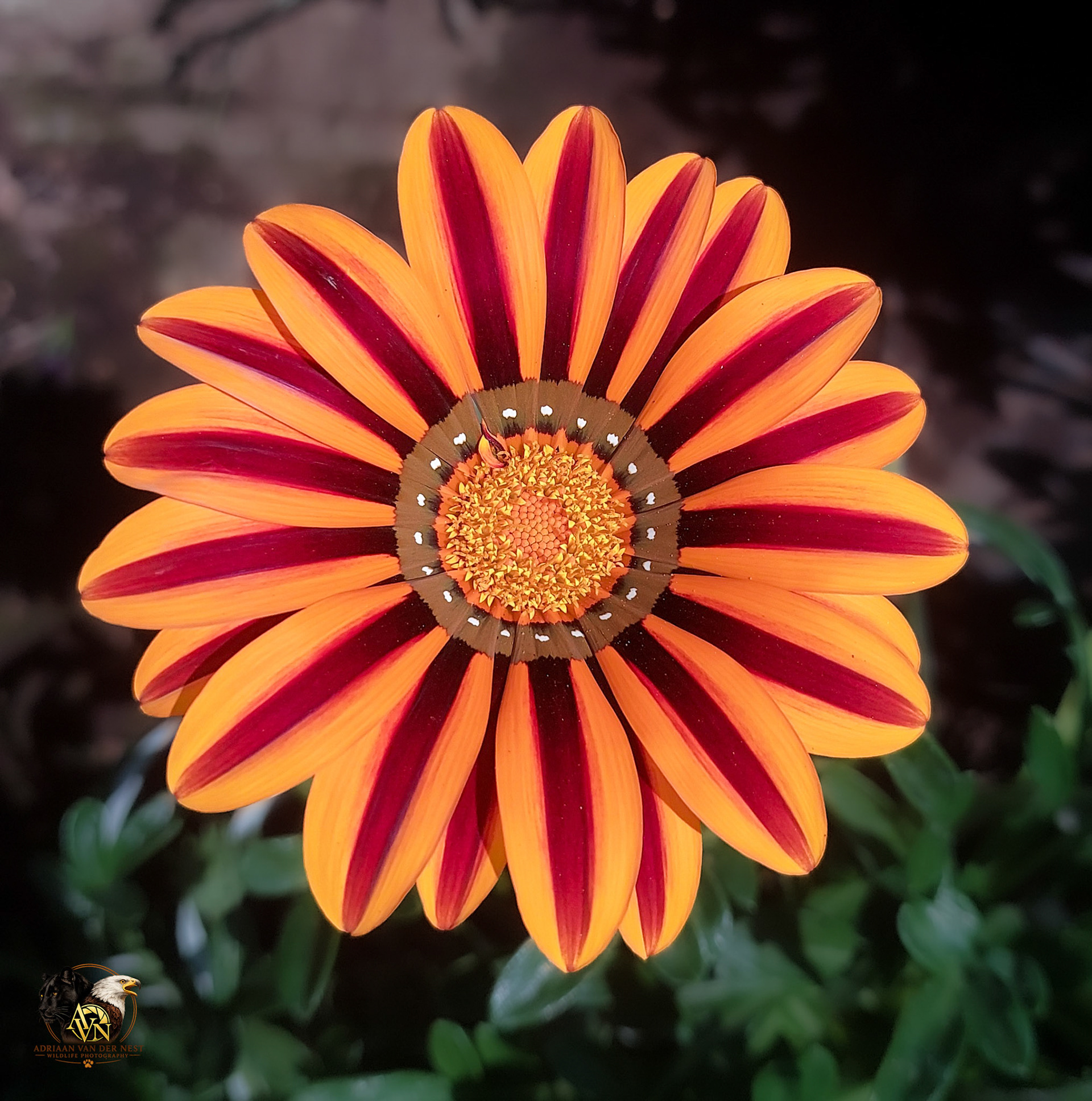 Treasure Flower/Gousblom