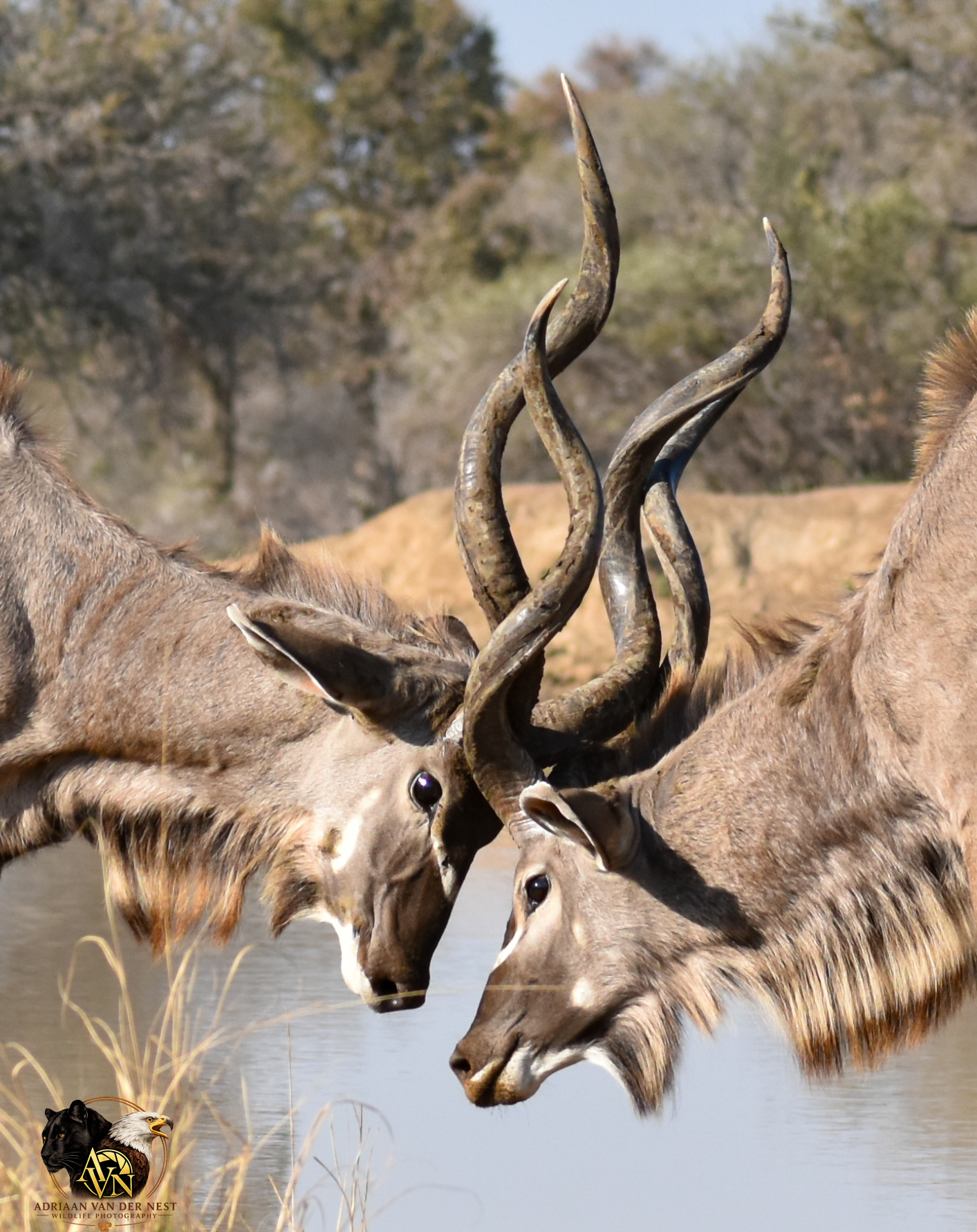 Kudu