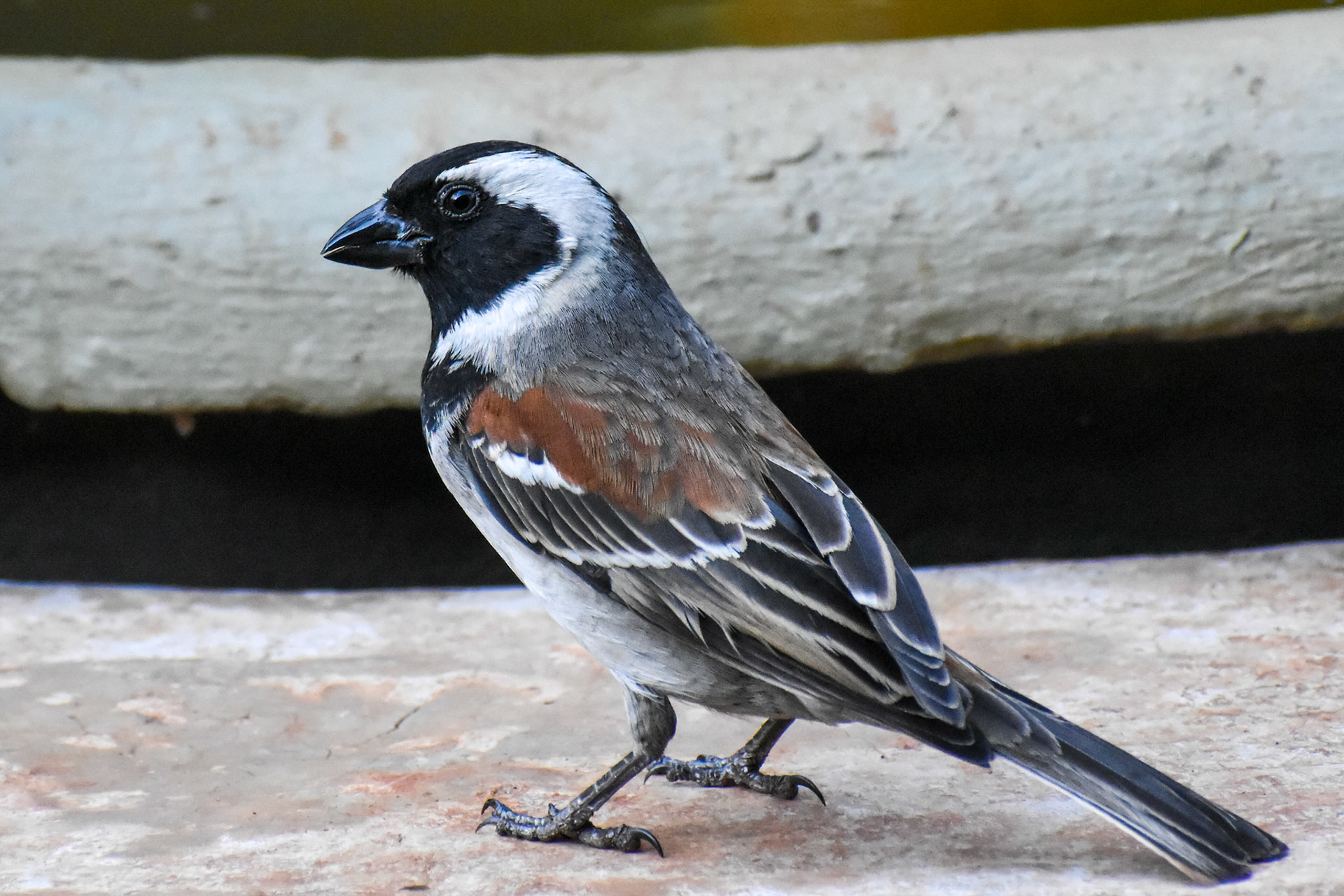 Cape Sparrow/Mossie