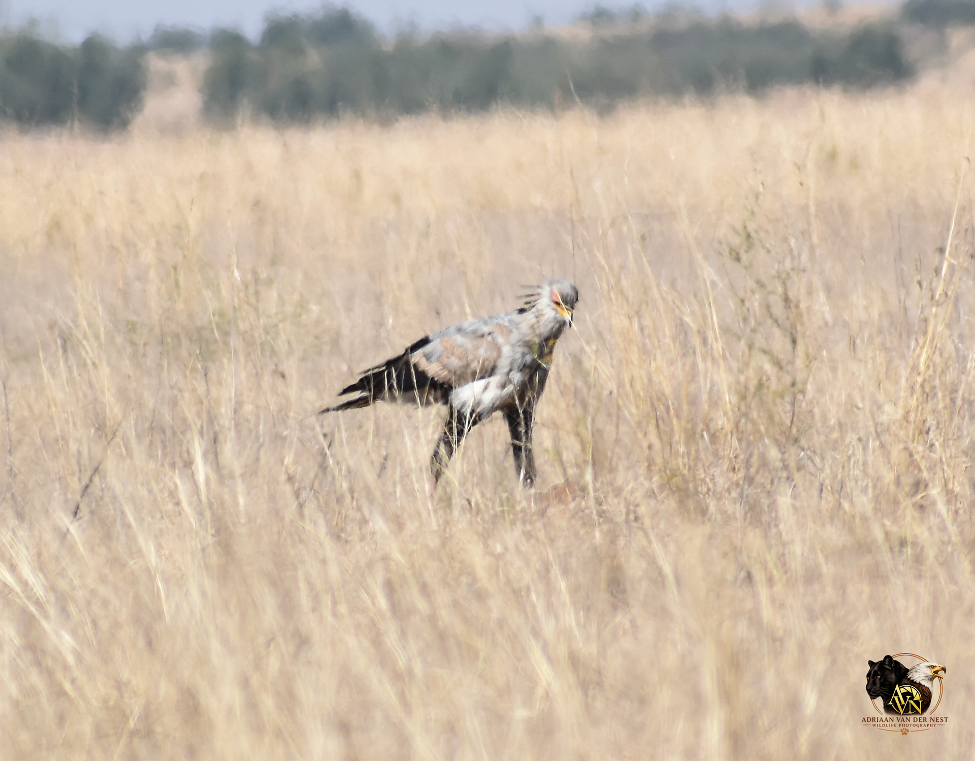 Secretary Bird/Sekretaris voël