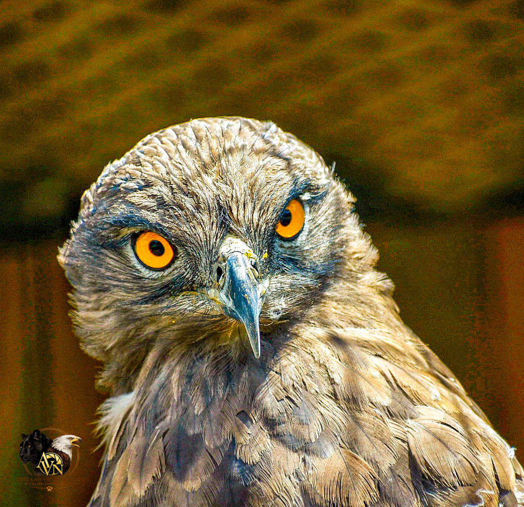 Brown Snake Eagle/Bruinslang arend