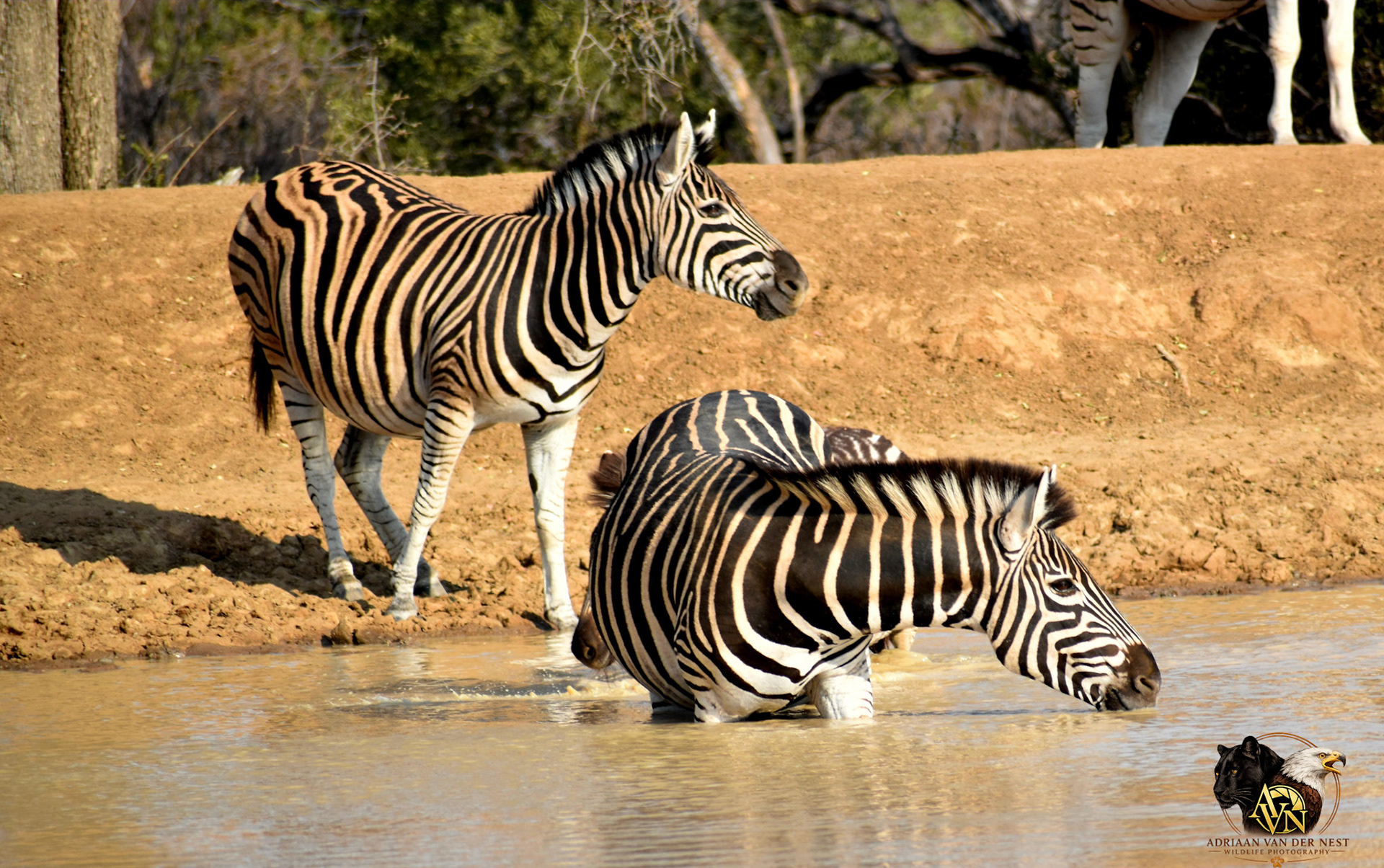 Zebra