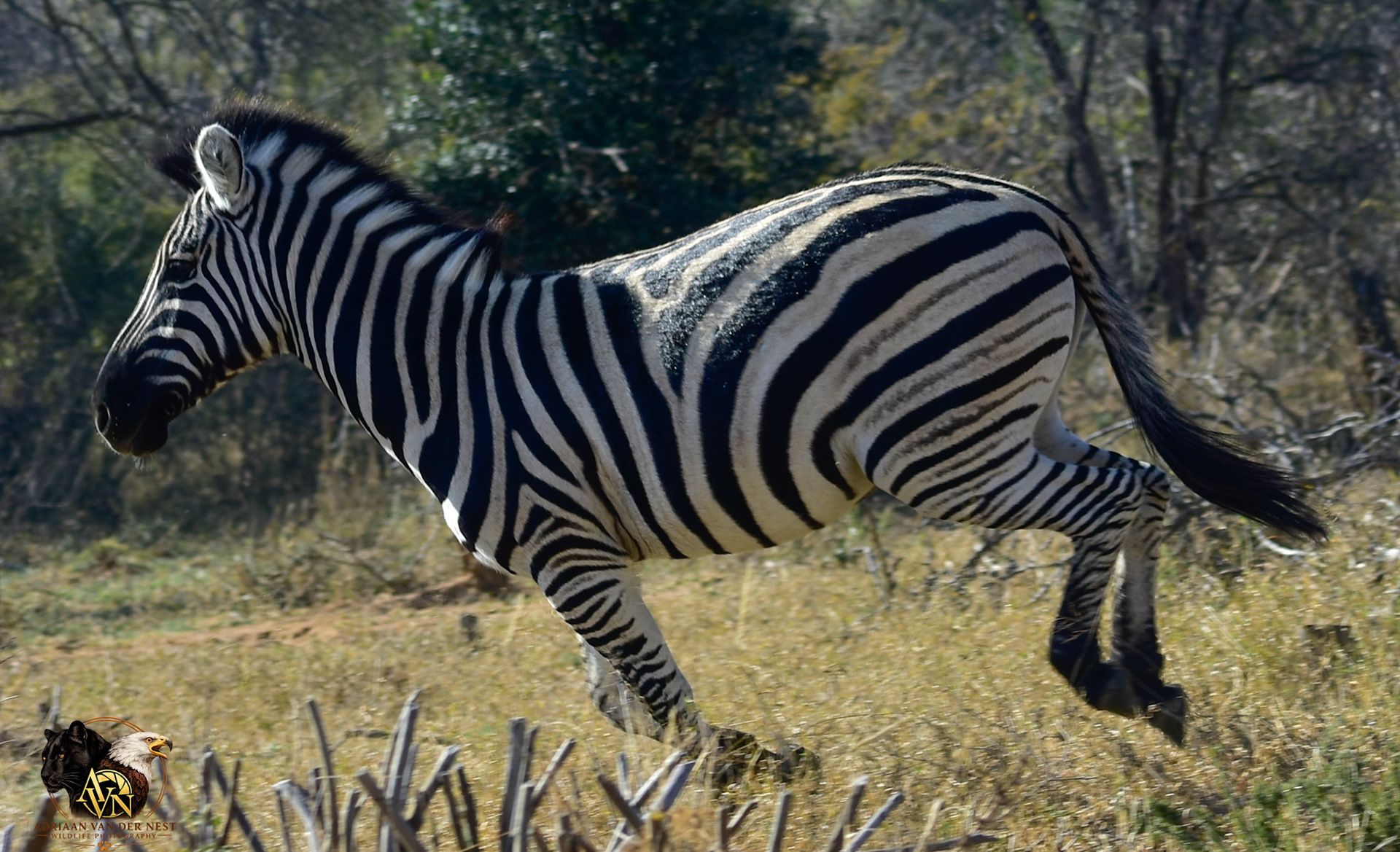 Zebra