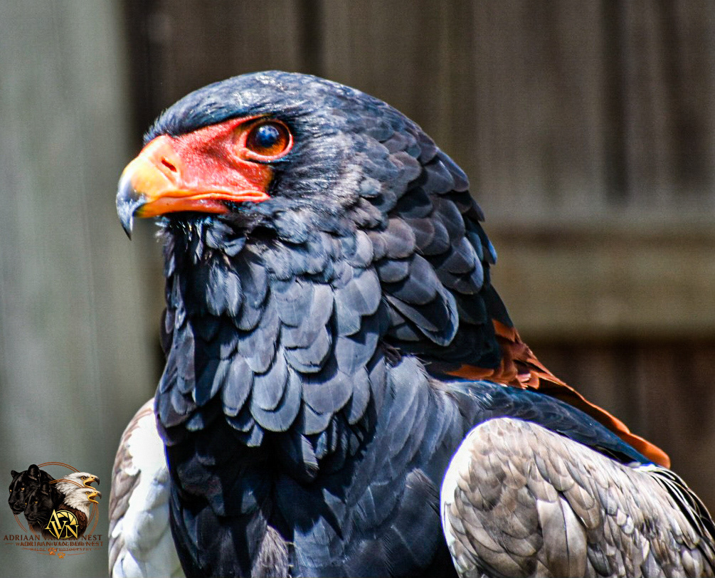Bateleur