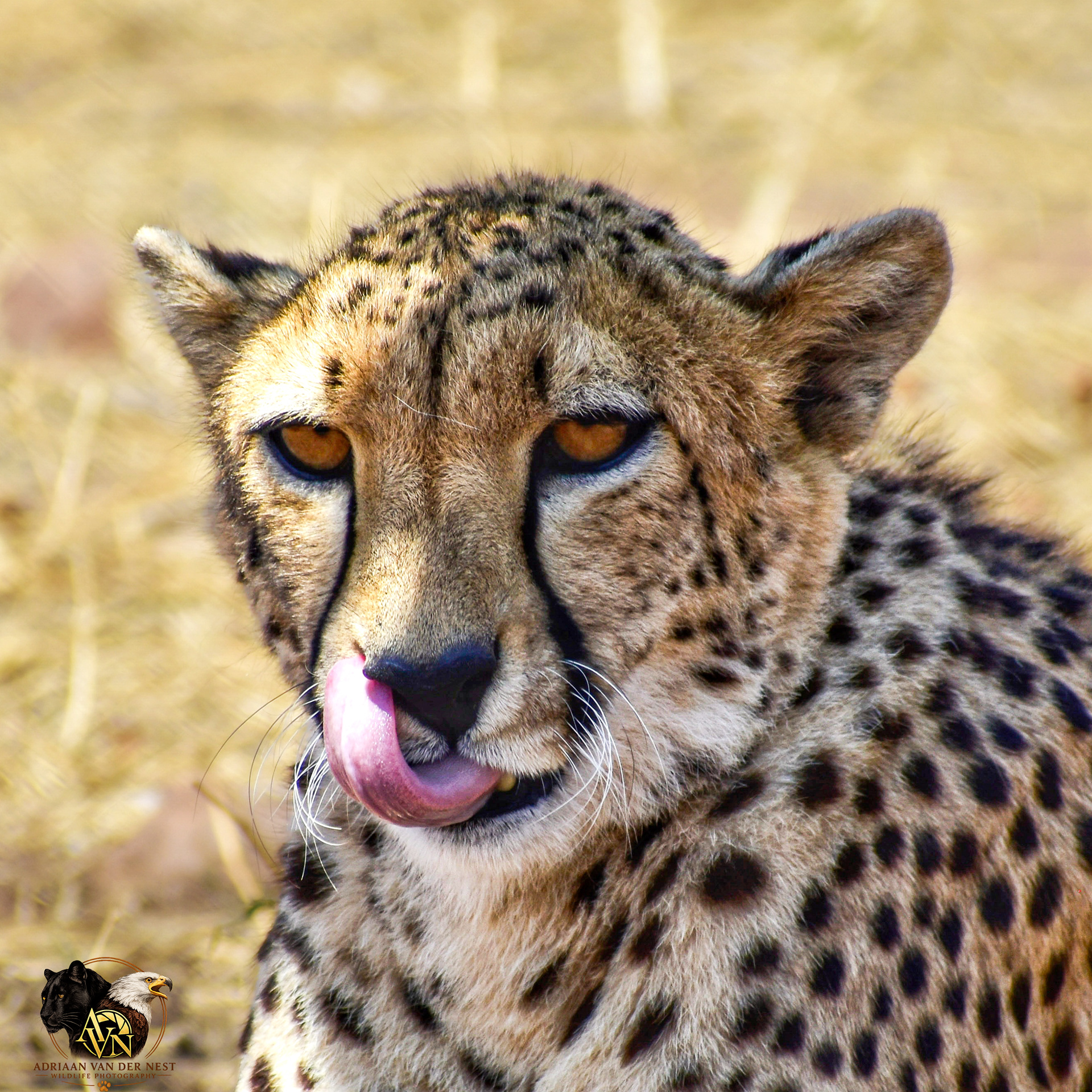 Cheetah